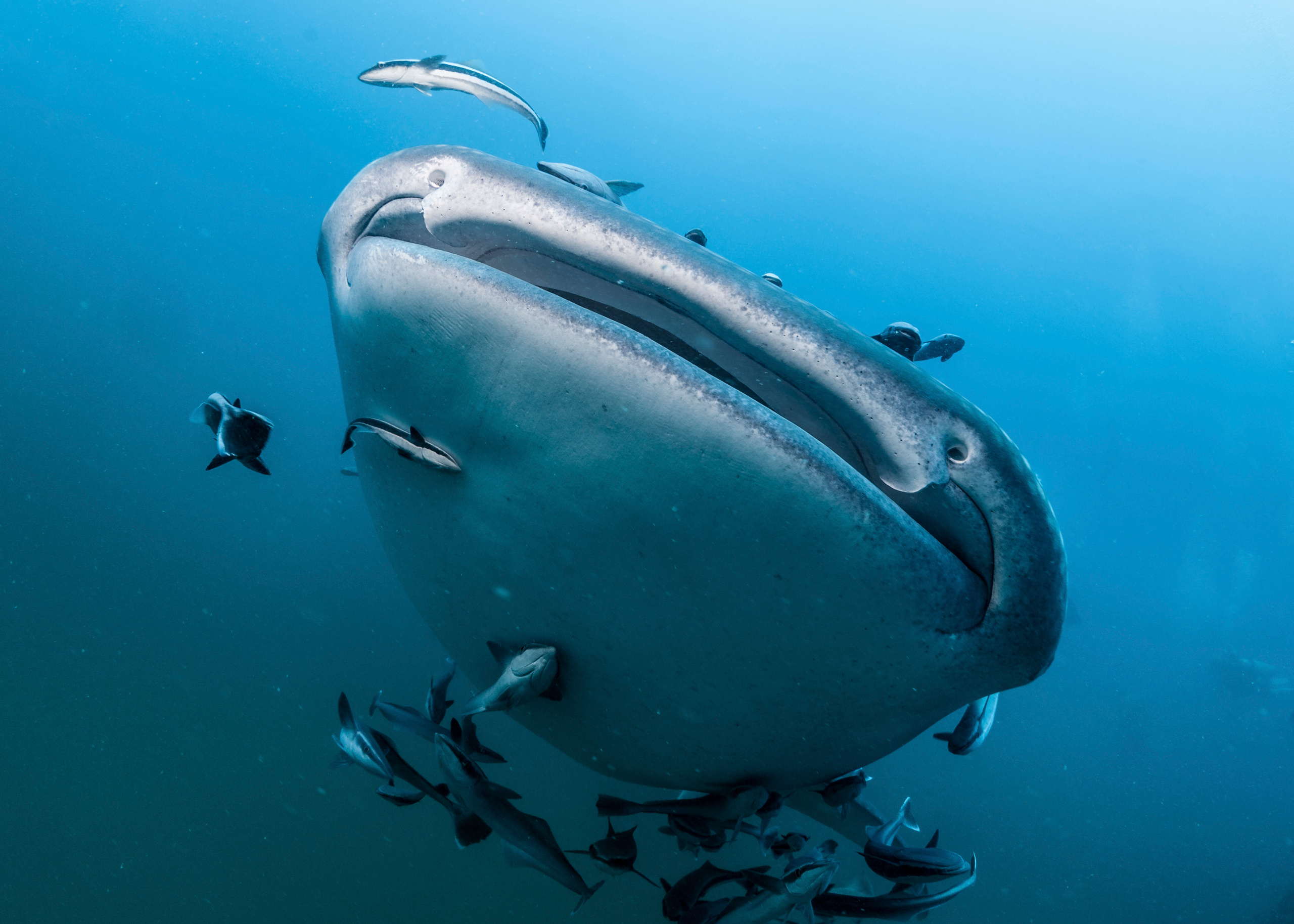 Under water. Your photographer on land and under water— Alexey Zaytsev