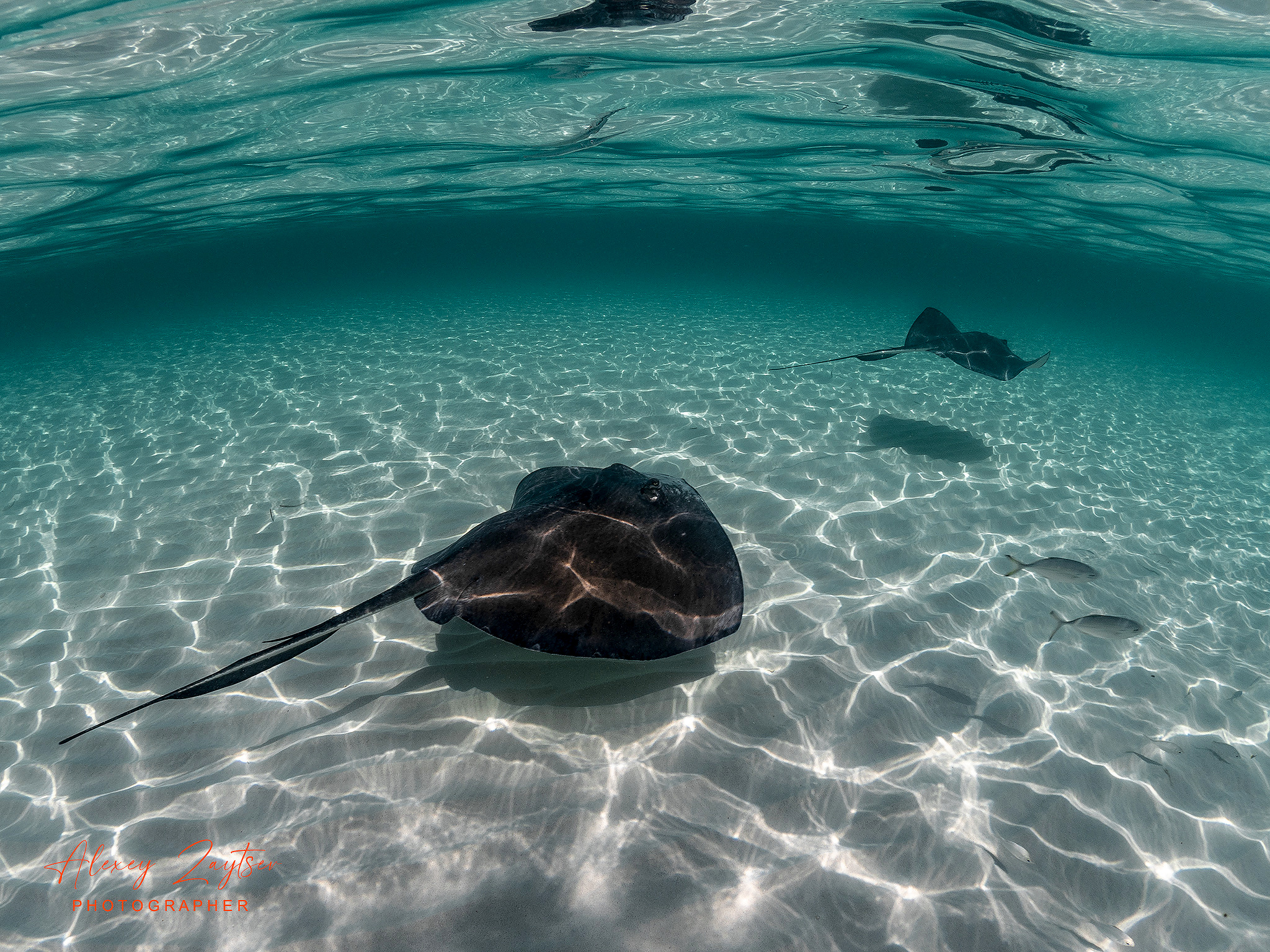 Under water. Your photographer on land and under water— Alexey Zaytsev