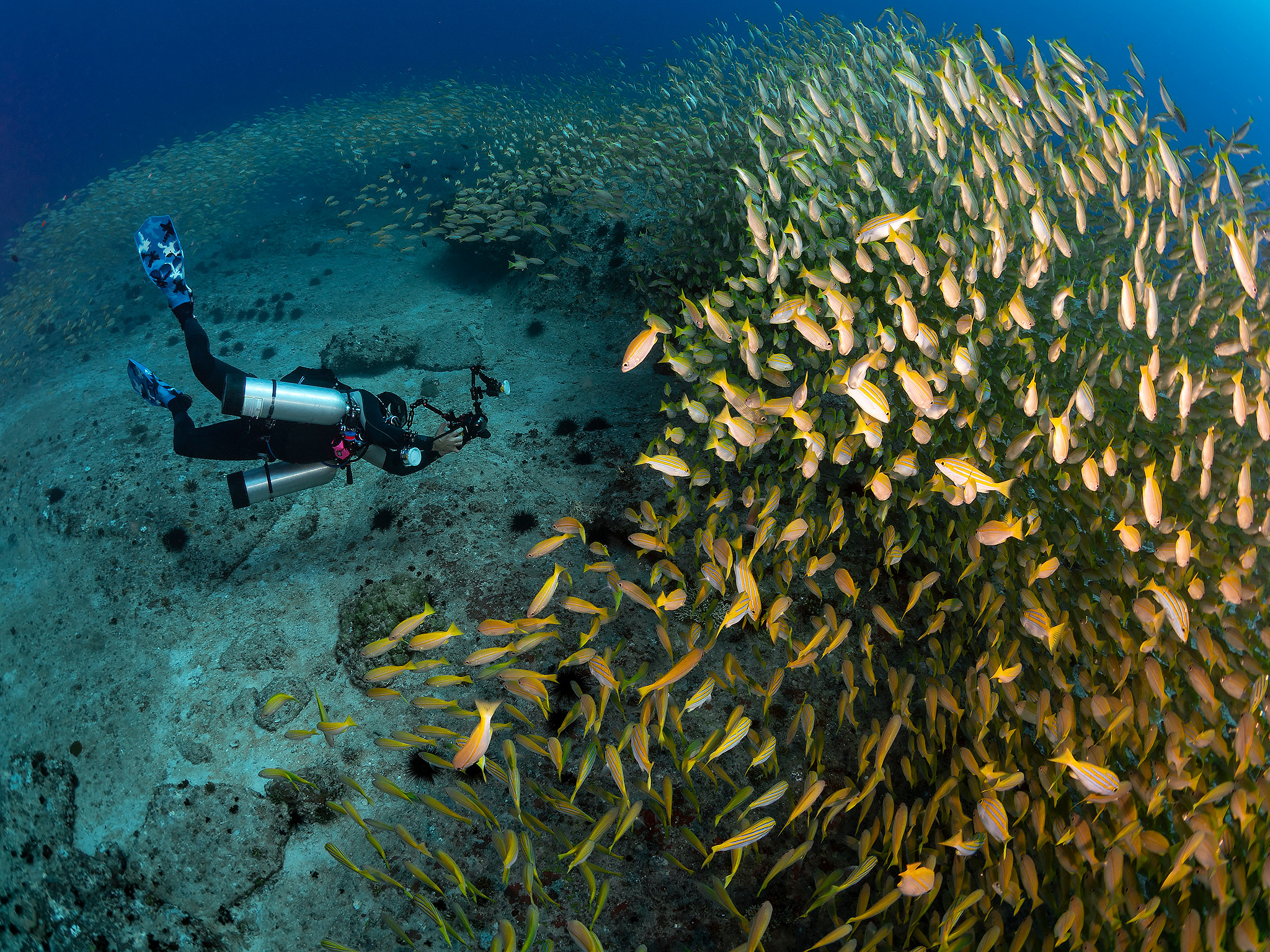 Under water. Your photographer on land and under water— Alexey Zaytsev