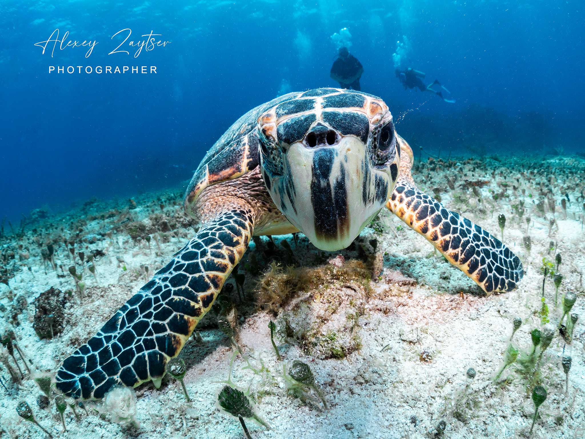 Under water. Your photographer on land and under water— Alexey Zaytsev