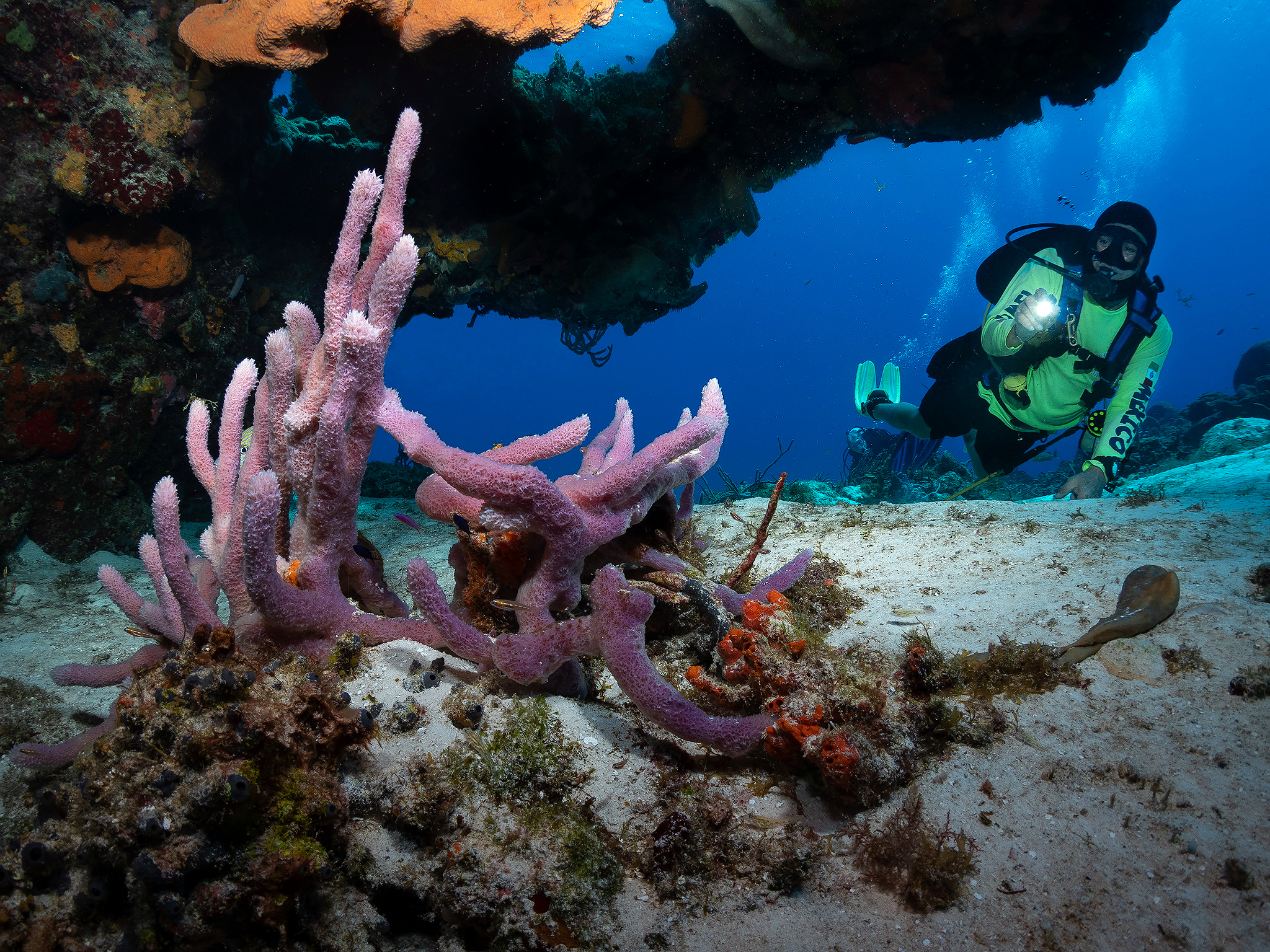 Under water. Your photographer on land and under water— Alexey Zaytsev