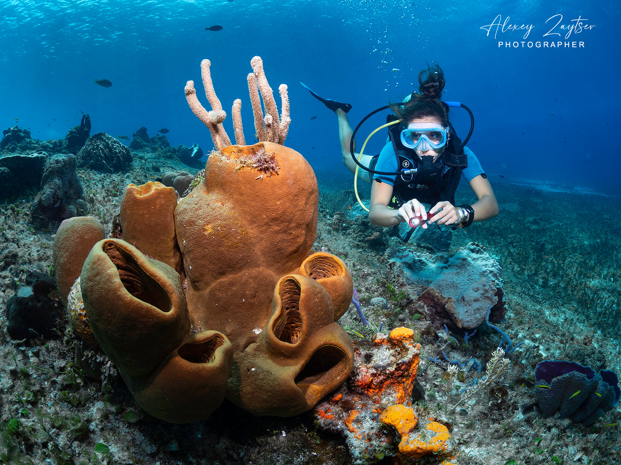 Under water. Your photographer on land and under water— Alexey Zaytsev