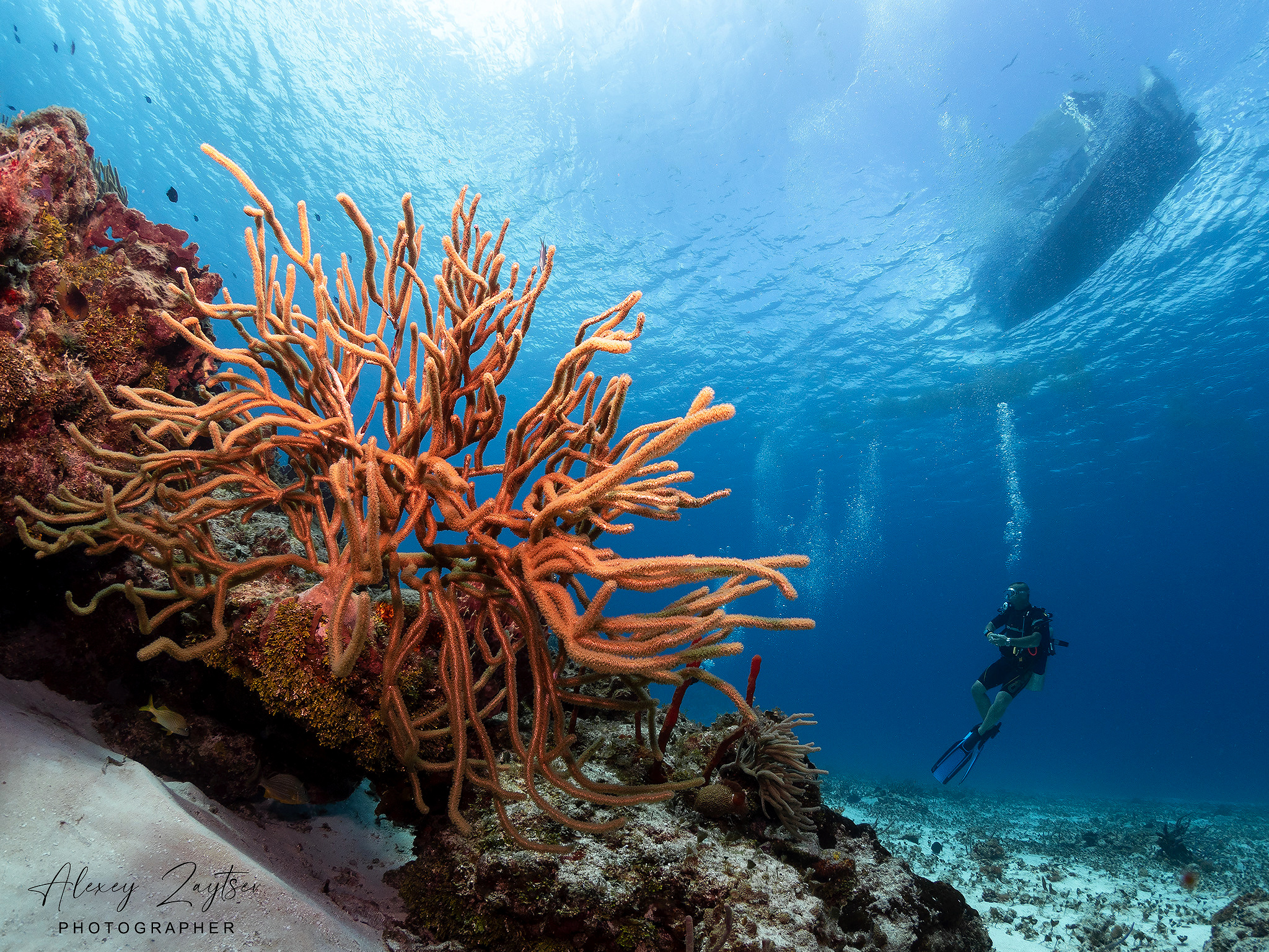 Under water. Your photographer on land and under water— Alexey Zaytsev