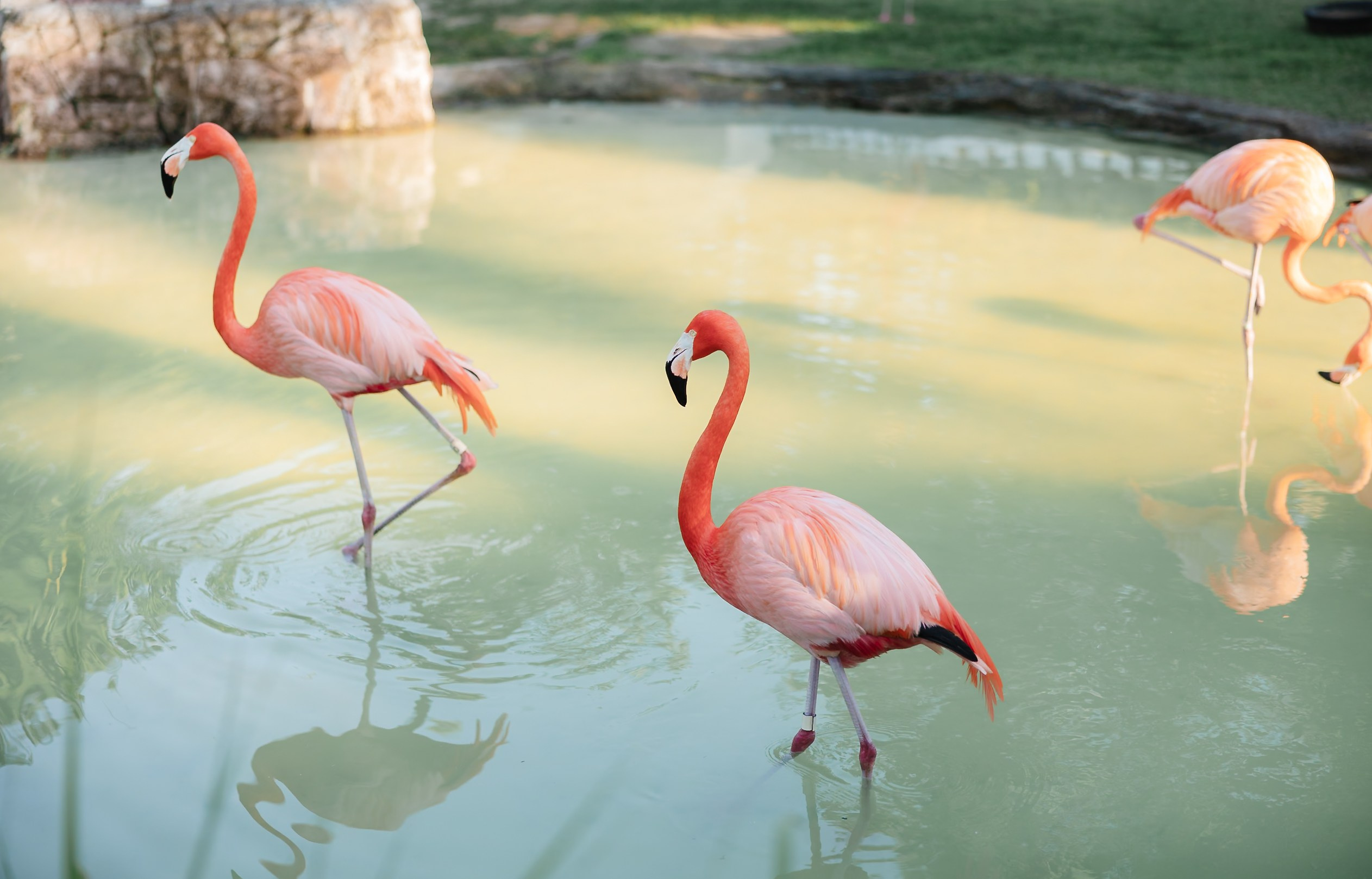 Eliana & Ovadia’s Destination Wedding at Baha Mar, Bahamas. YES I DO PRODUCTION — Wedding photography&videography