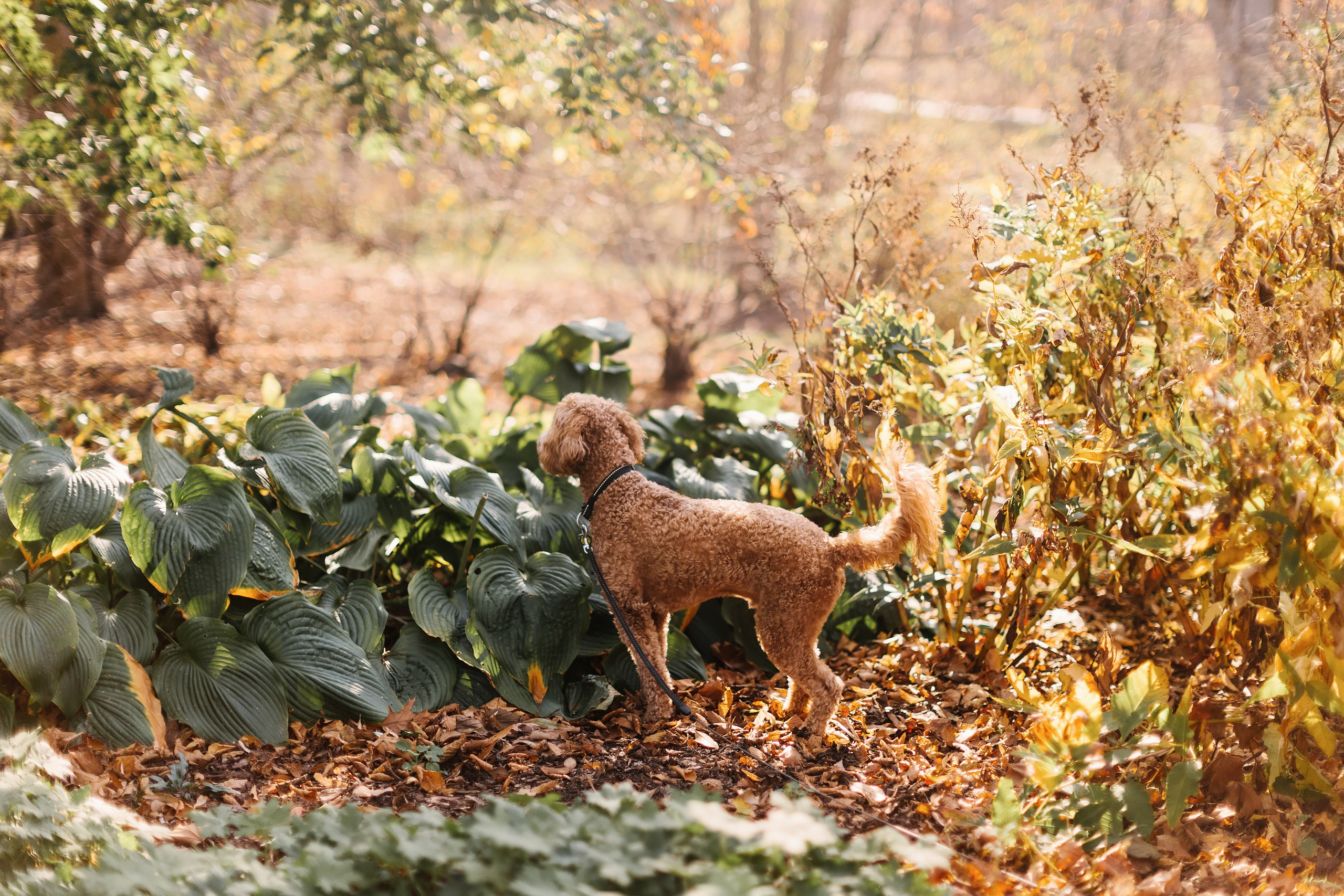 11.02.2024 Love Story. Wedding family event photographer in Chicago Nick Yushevich