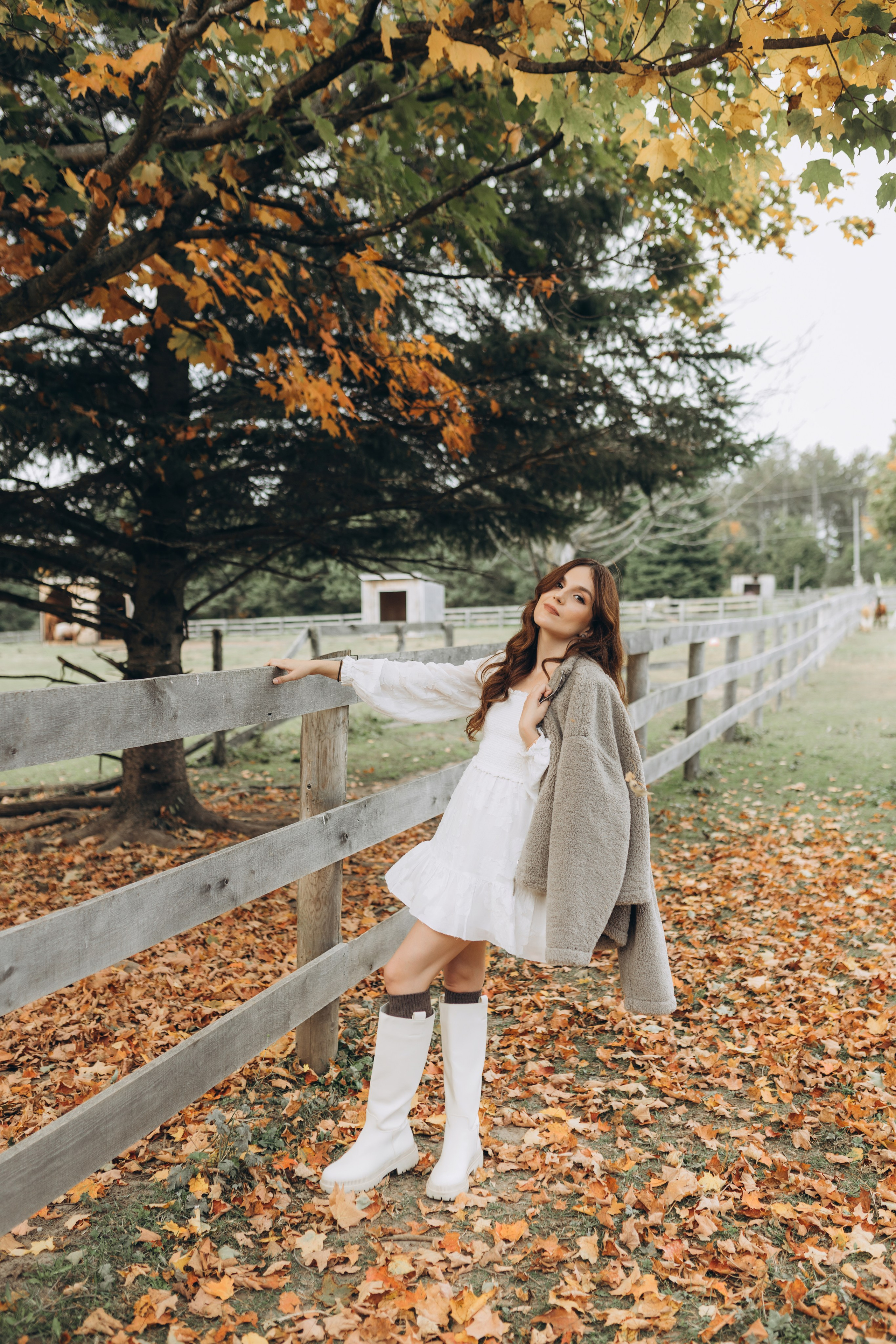 Alpacas Farm. Chernenko.photography