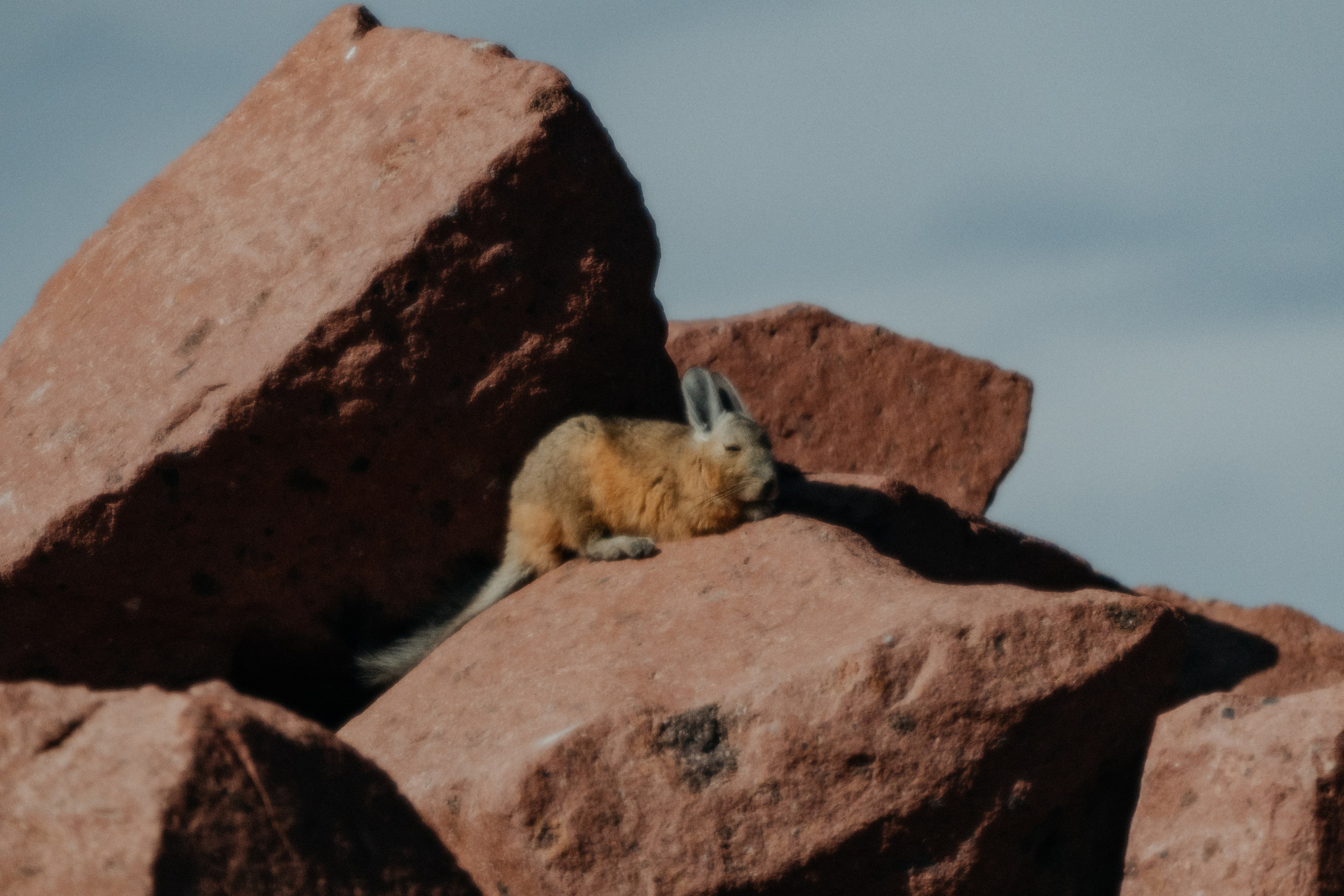 Família Ragazzi (cobertura em passeio). Principal