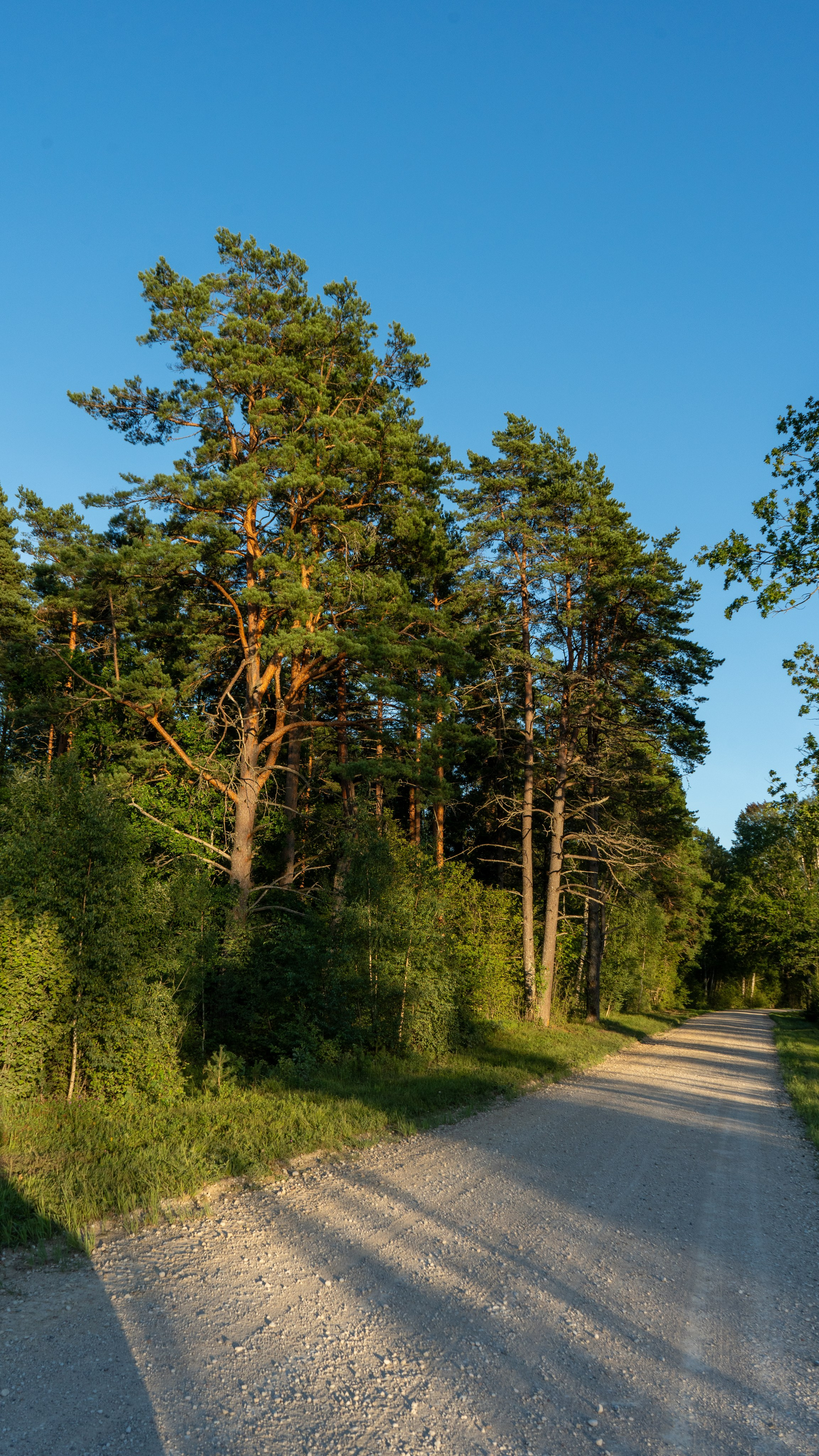 Whispers of Estonia. Photography | Videography | Marketing