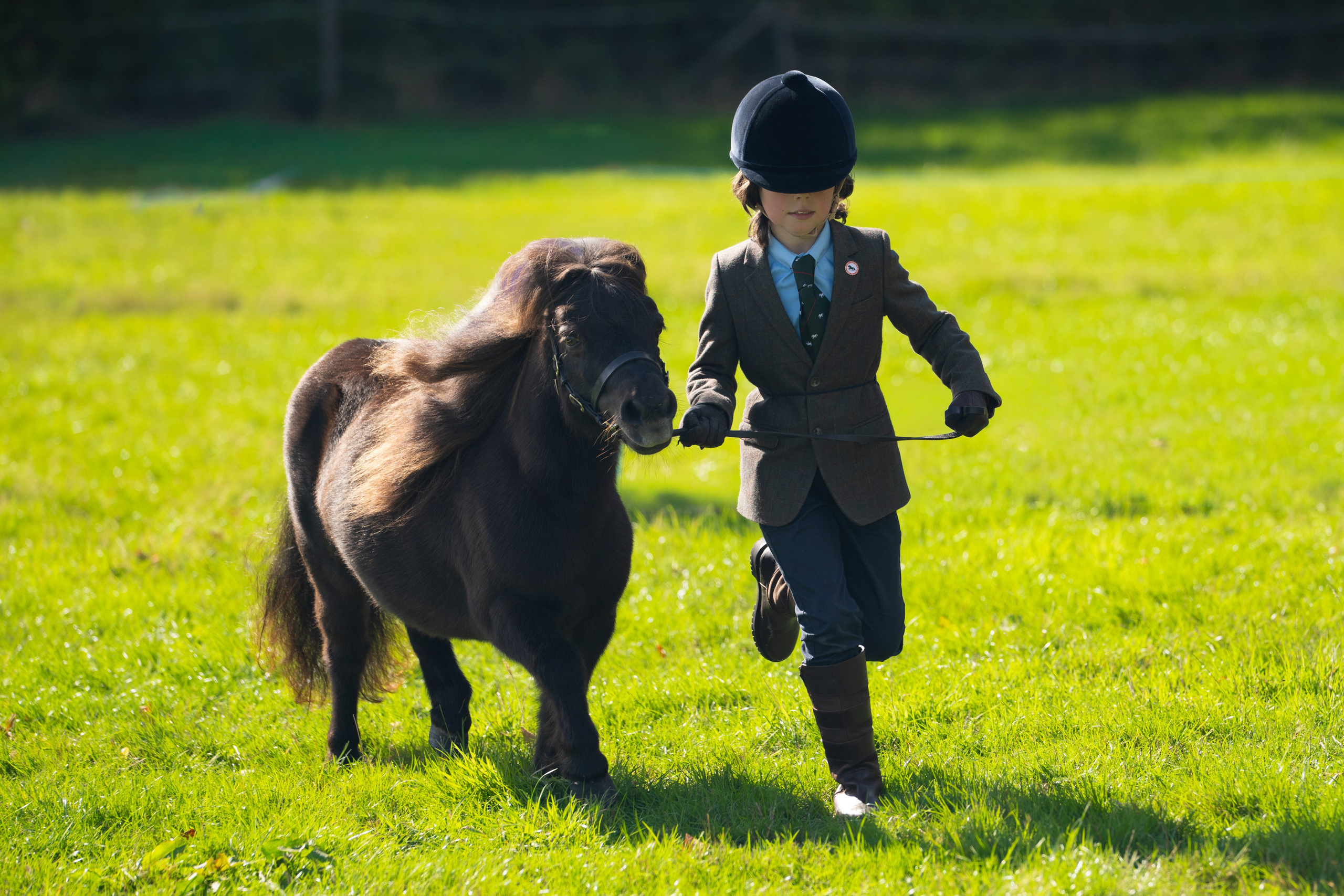 Showing. Leicestershire Equine Photography by El | Authentic Equine Portraits & Events