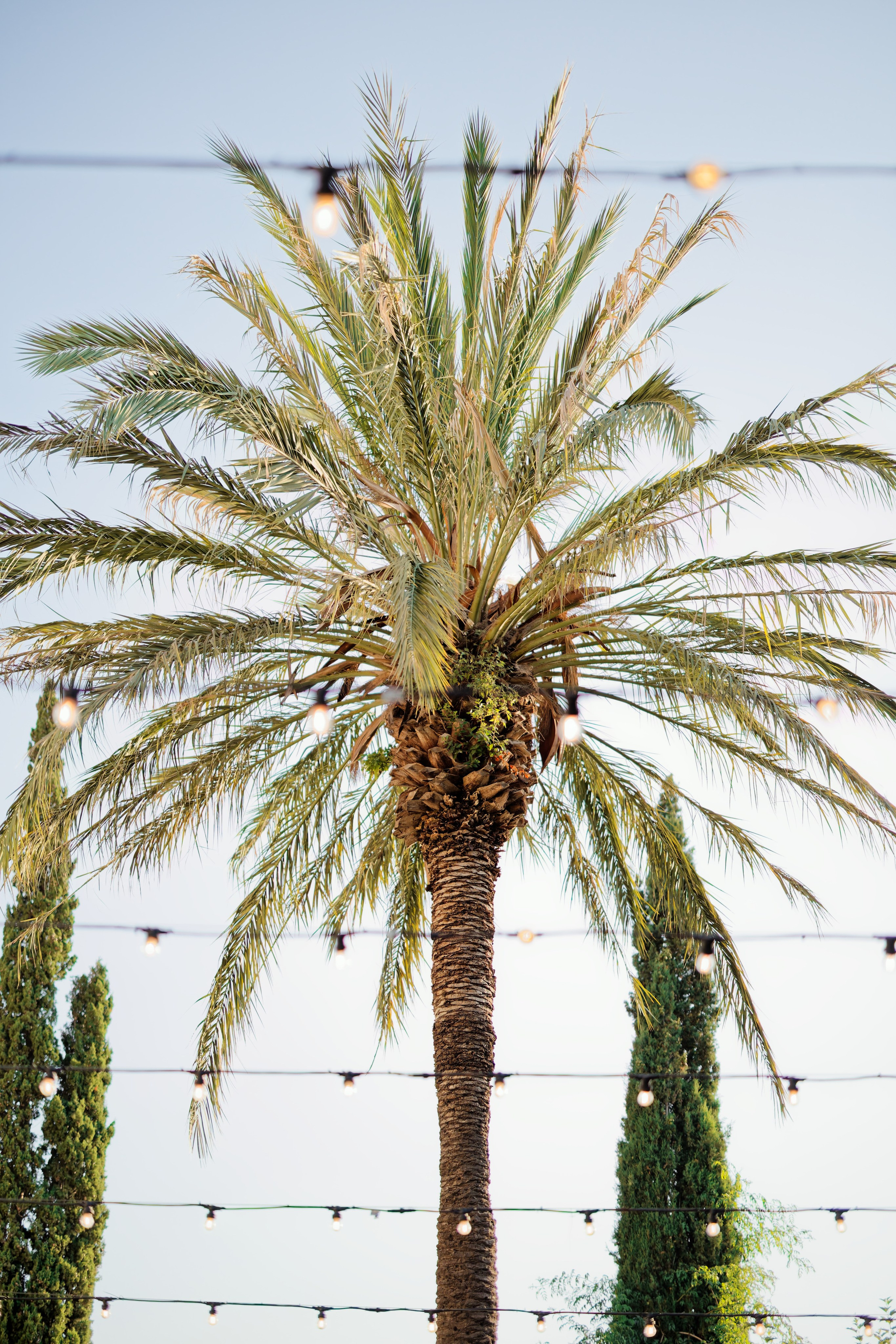 Haldi Ceremony & Mehndi Night & pre-wedding dinner, Barcelona