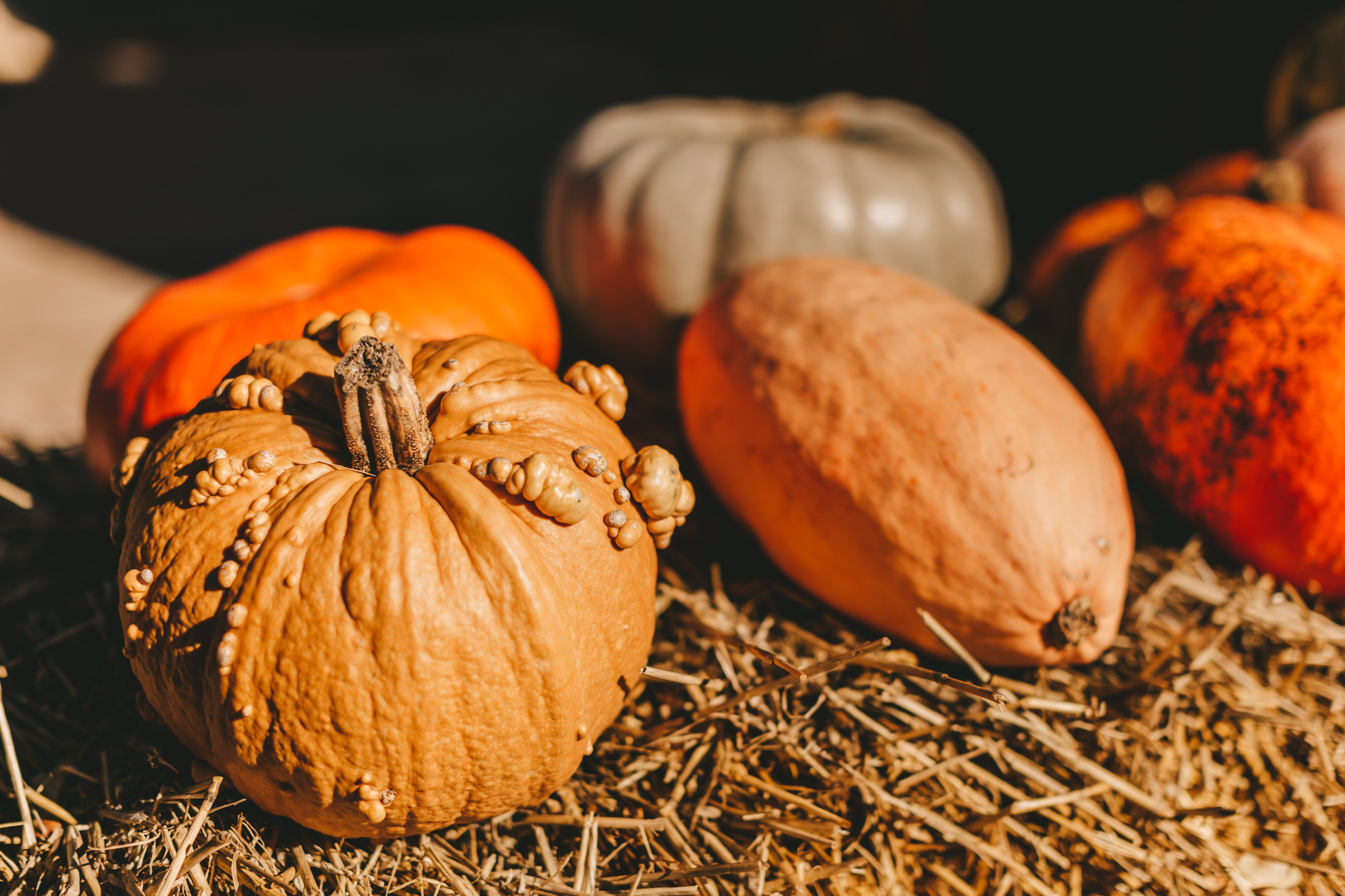 Фестиваль тыкв в Людвигсбурге. Фотограф в Германии — Мария Чистякова