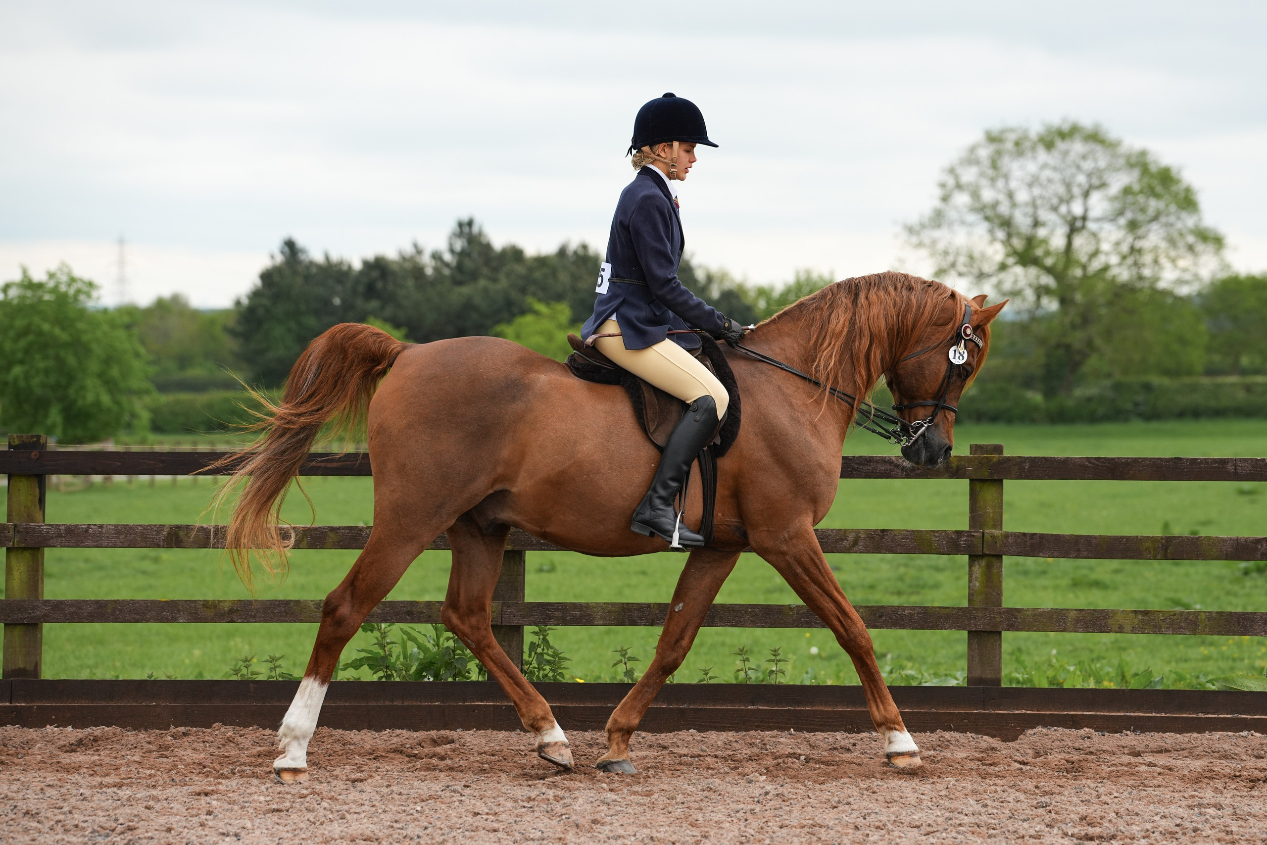 Showing. Leicestershire Equine Photography by El | Authentic Equine Portraits & Events