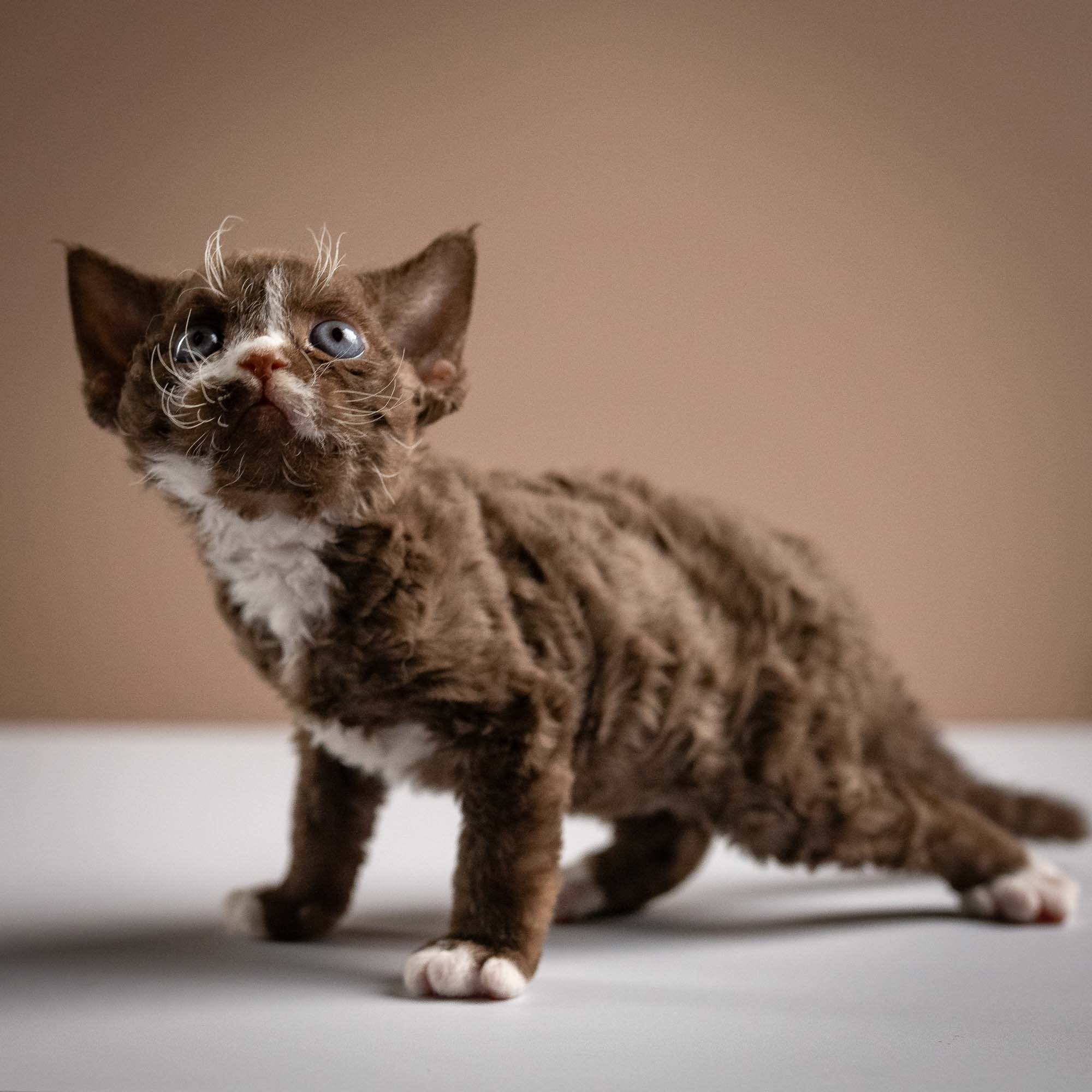 Preston, boy, born 02.11.26. Devon Rex Pixie Cattery