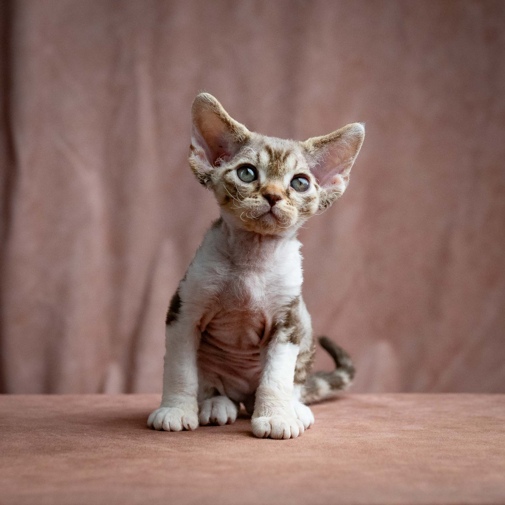 Simon, boy, born 05.15.26. Devon Rex Pixie Cattery
