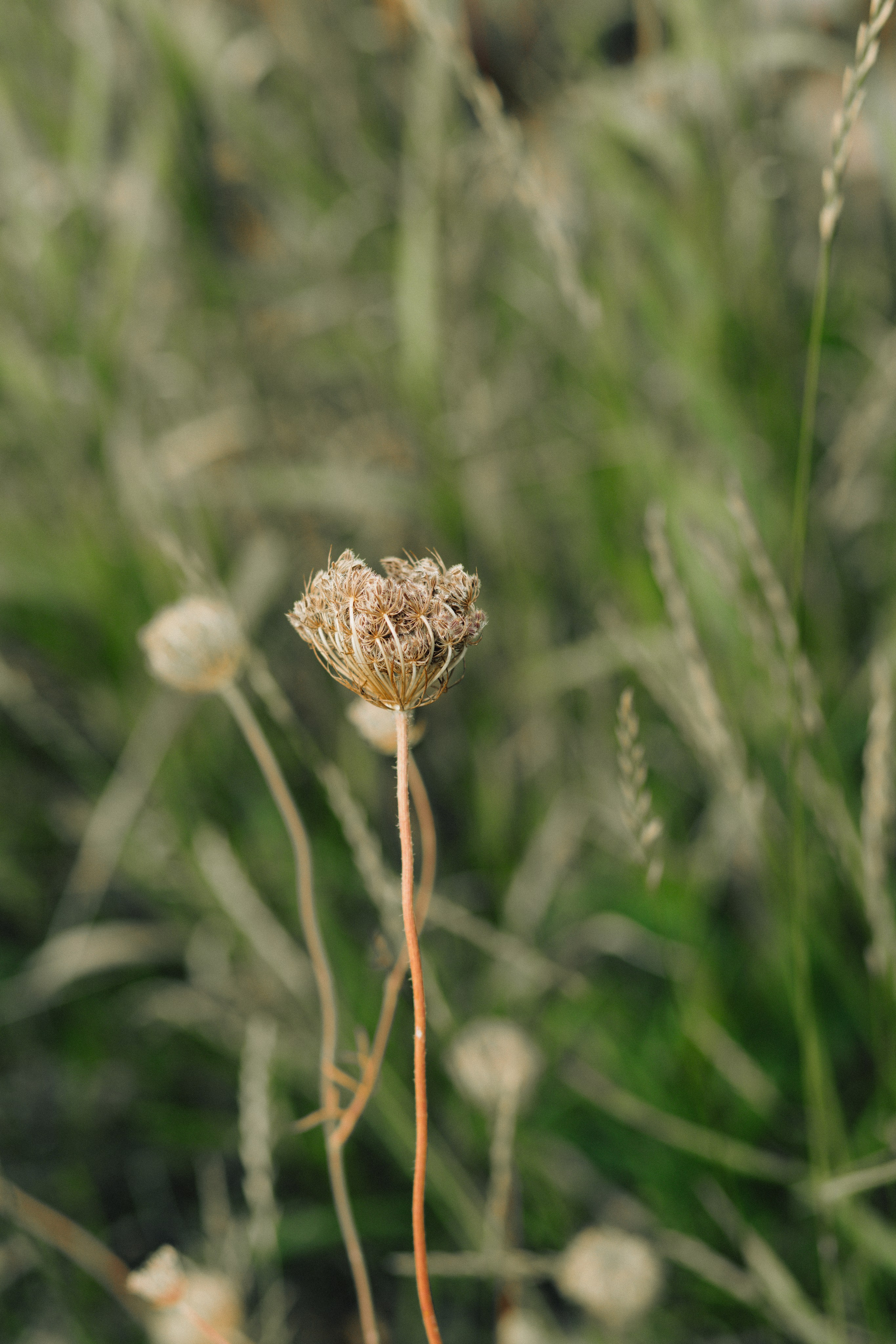 Anastasiya & Emanuele | Italian Alps. Liza Bizzaro — Italy Wedding, Love Story & Portrait Photographer in Milan, Turin, Piedmont and Across Italy