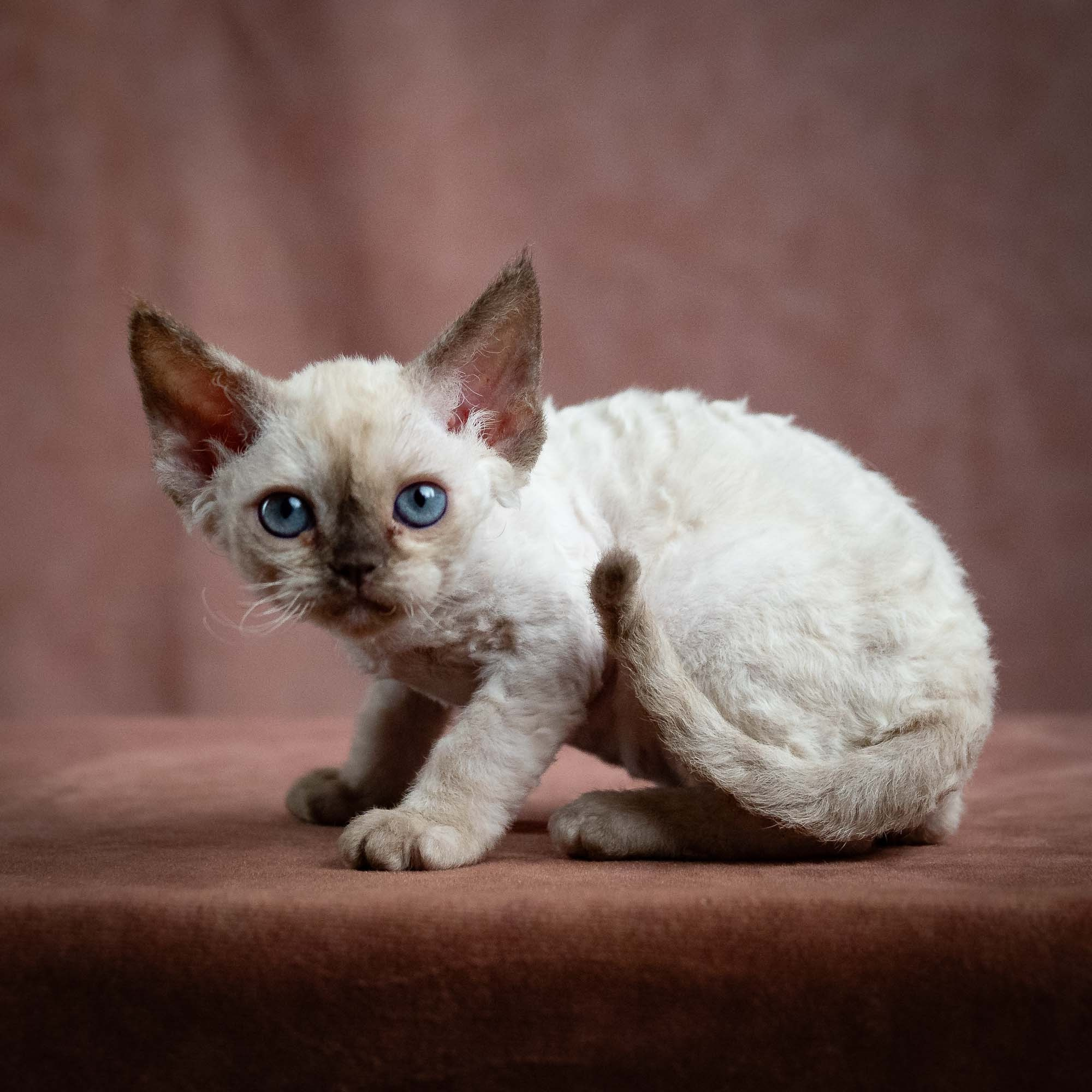 Luna, girl, born 12.20.2025. Devon Rex Pixie Cattery