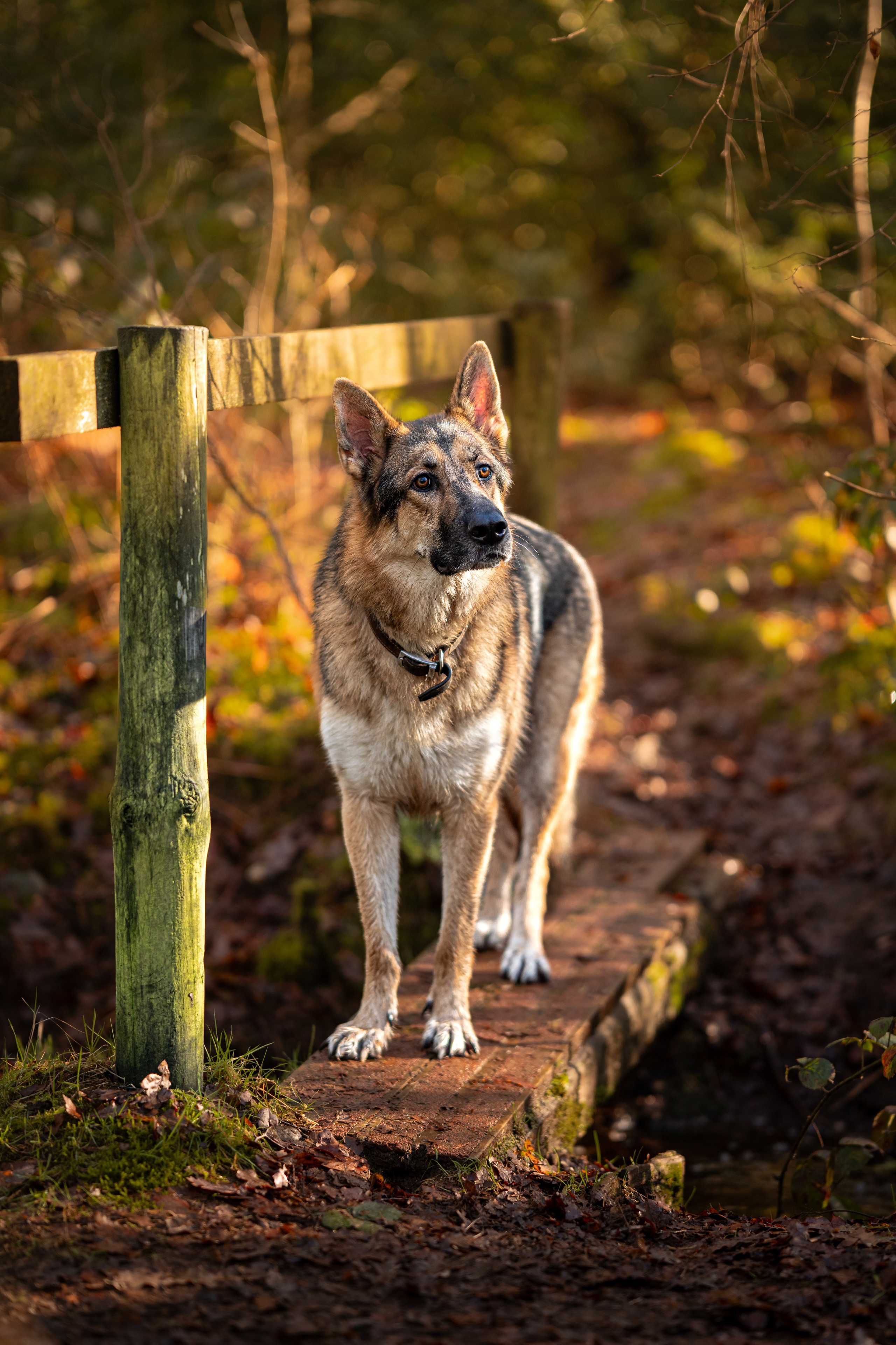 Canine. Leicestershire Equine Photography by El | Authentic Equine Portraits & Events