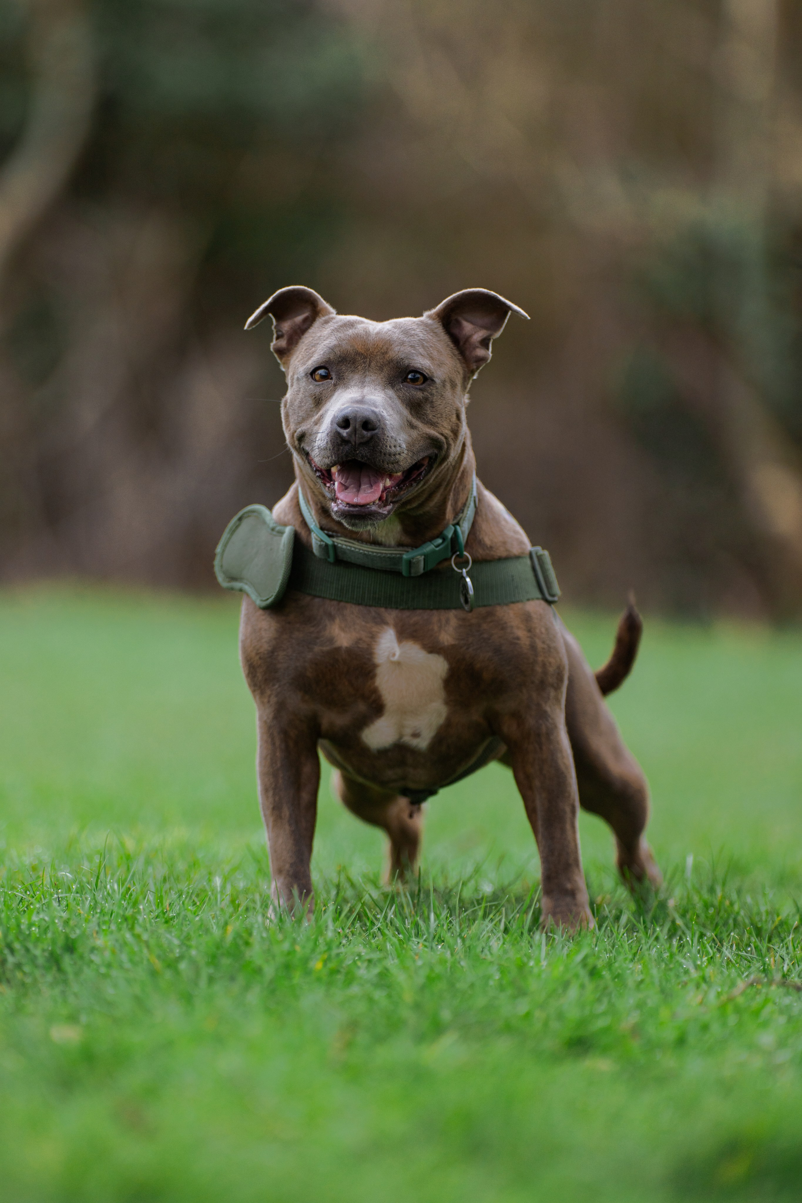 Canine. Leicestershire Equine Photography by El | Authentic Equine Portraits & Events