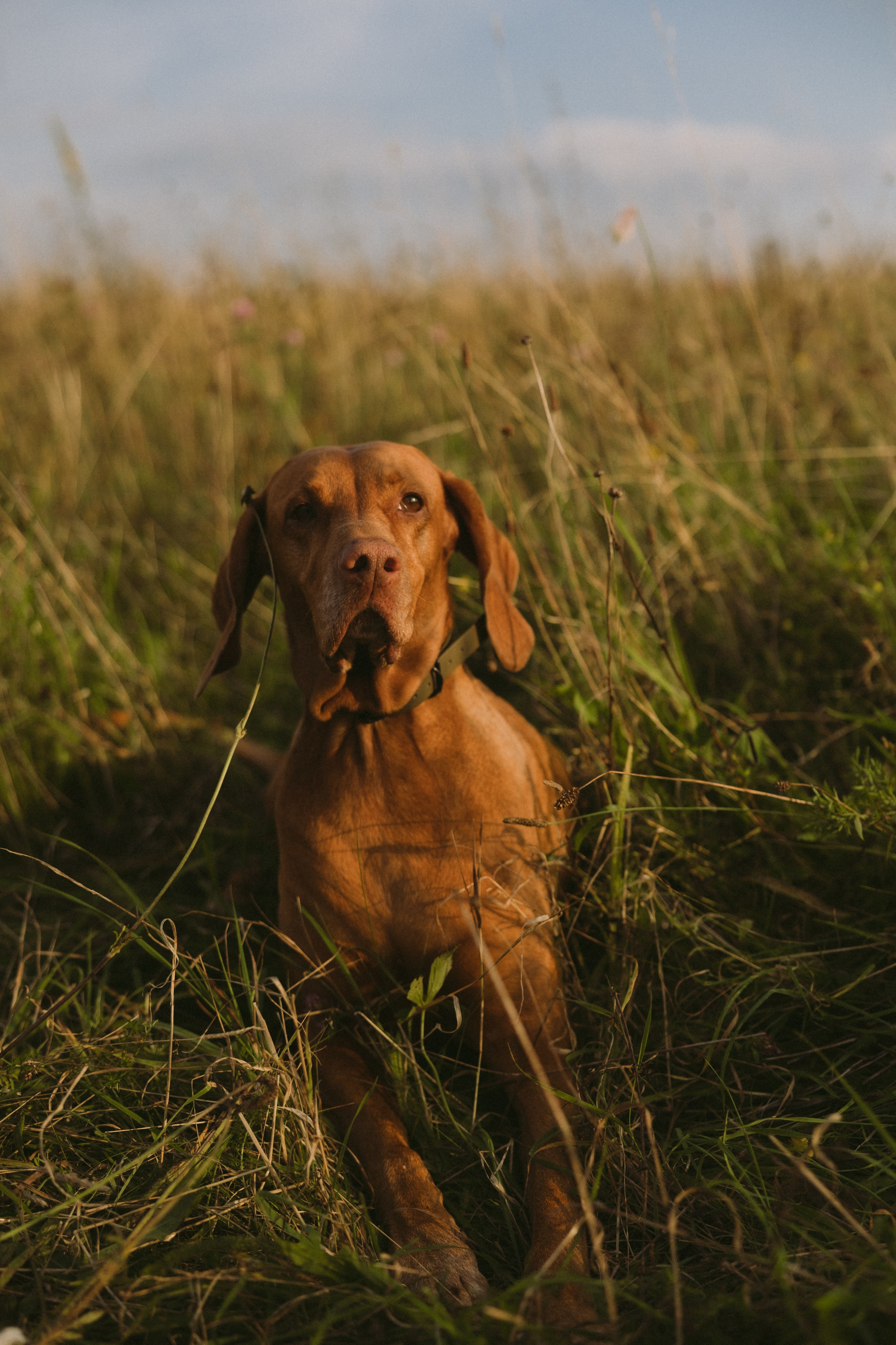 Simonos ir Mariaus šeima | PIEVA. Vestuvių ir šeimų fotografė Lena Bondarenko / belove photo