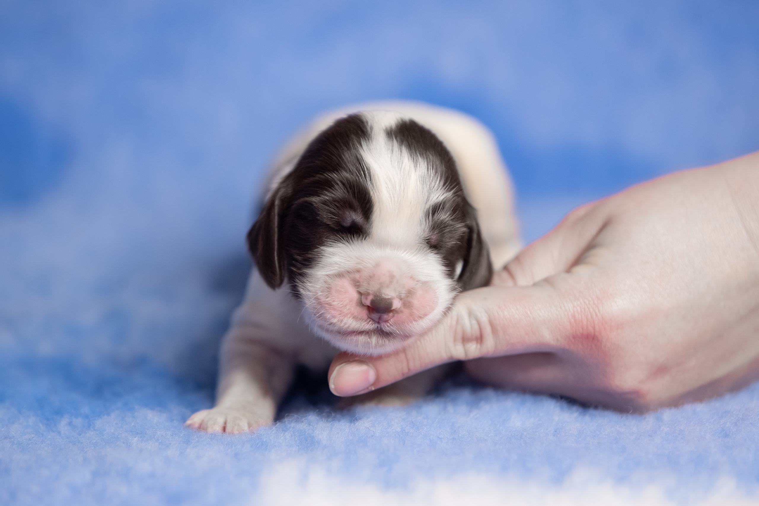 Male — Green collar 💚. Website of the titled stud dog of the Springer Spaniel breed