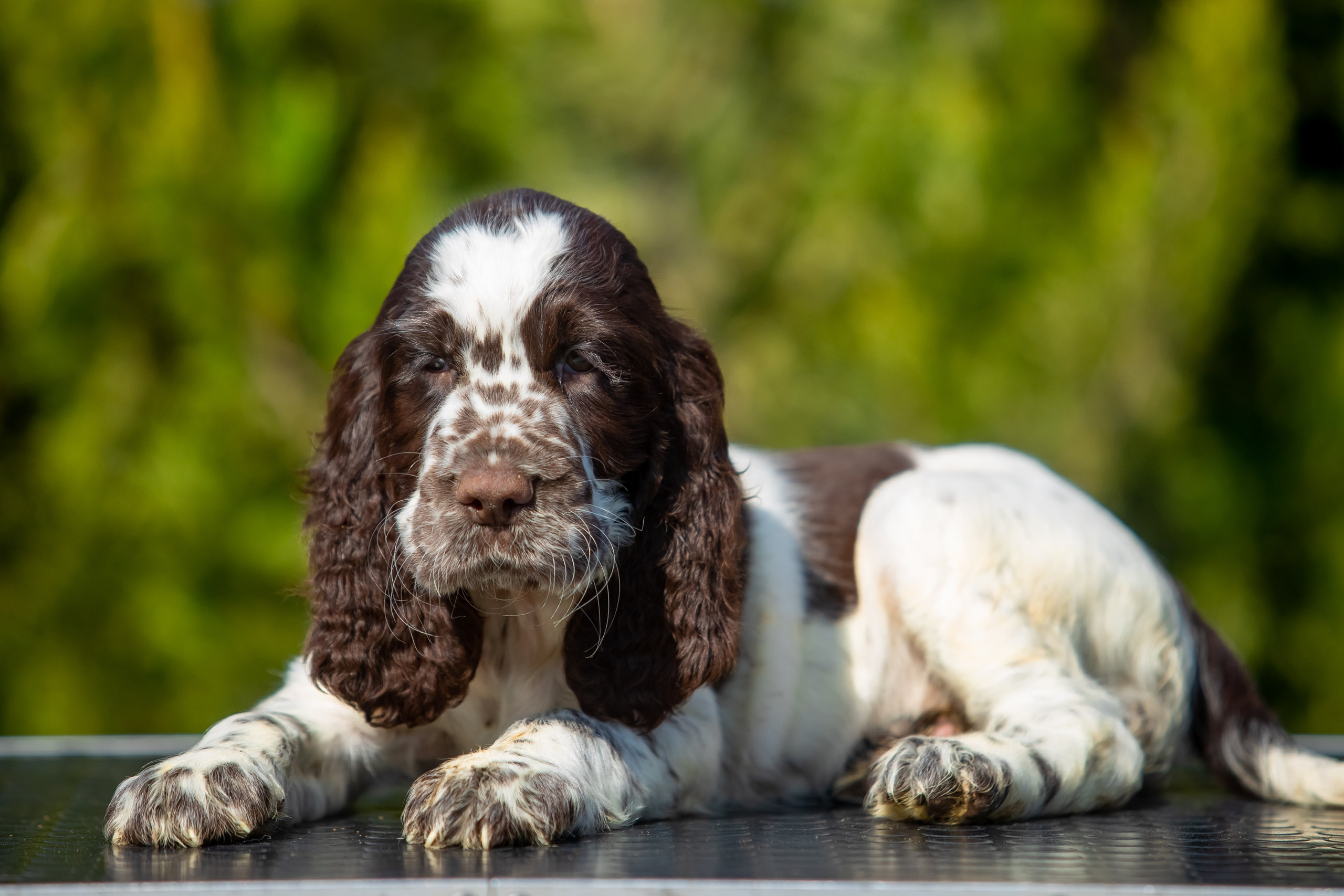 Female — Red collar ❤️. Website of the titled stud dog of the Springer Spaniel breed