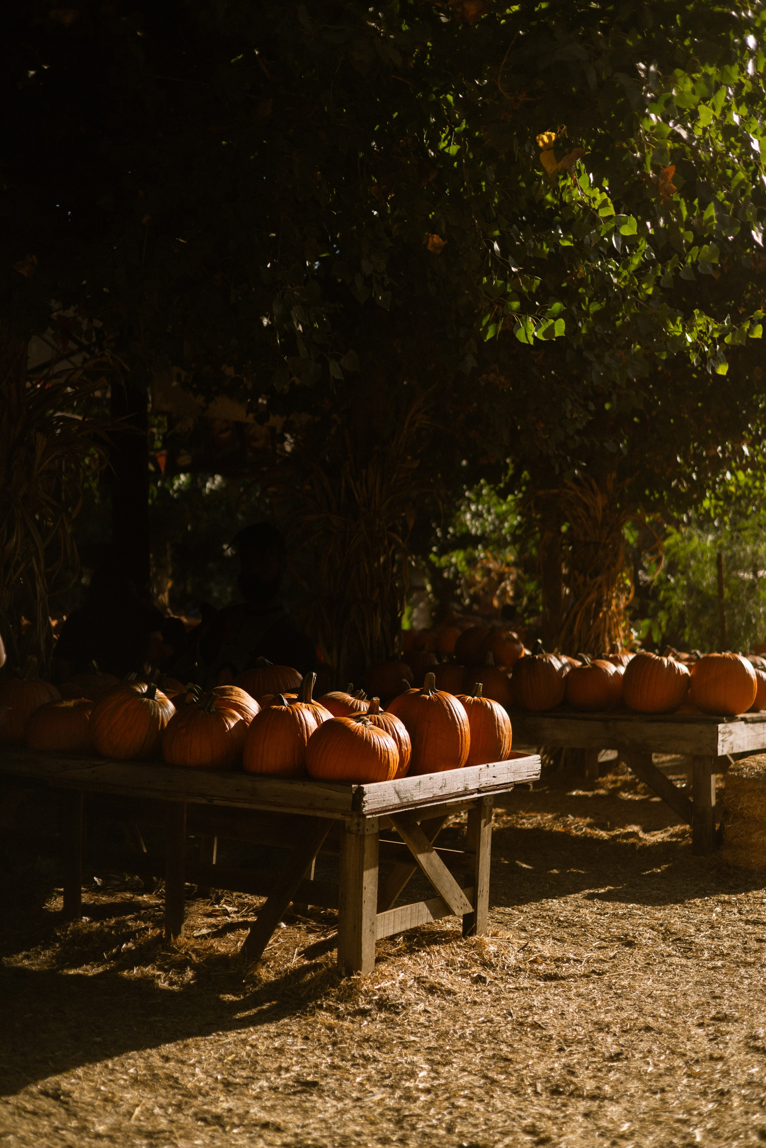 Pumpkin Patch Wallpapers. Photographer in Los Angeles. Julia Ishmuratova