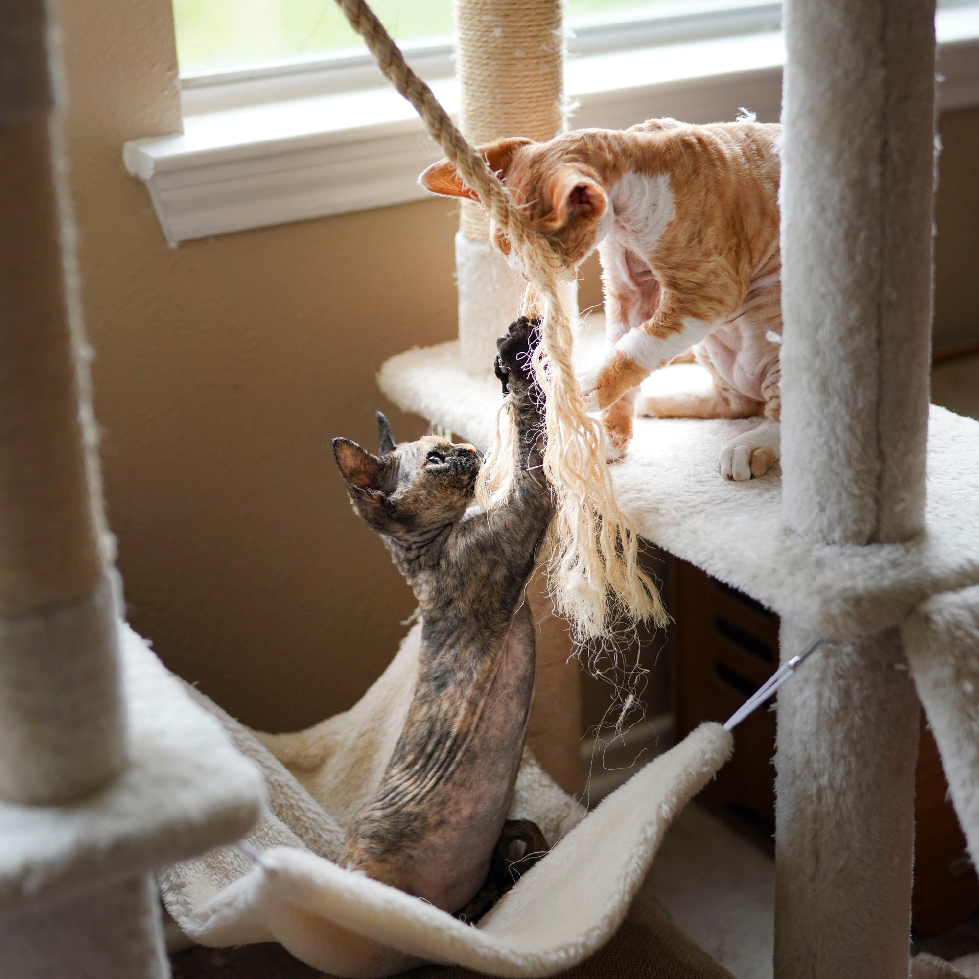 Bambi, Boy, born on 29.07.23, SOLD. Devon Rex Pixie Cattery