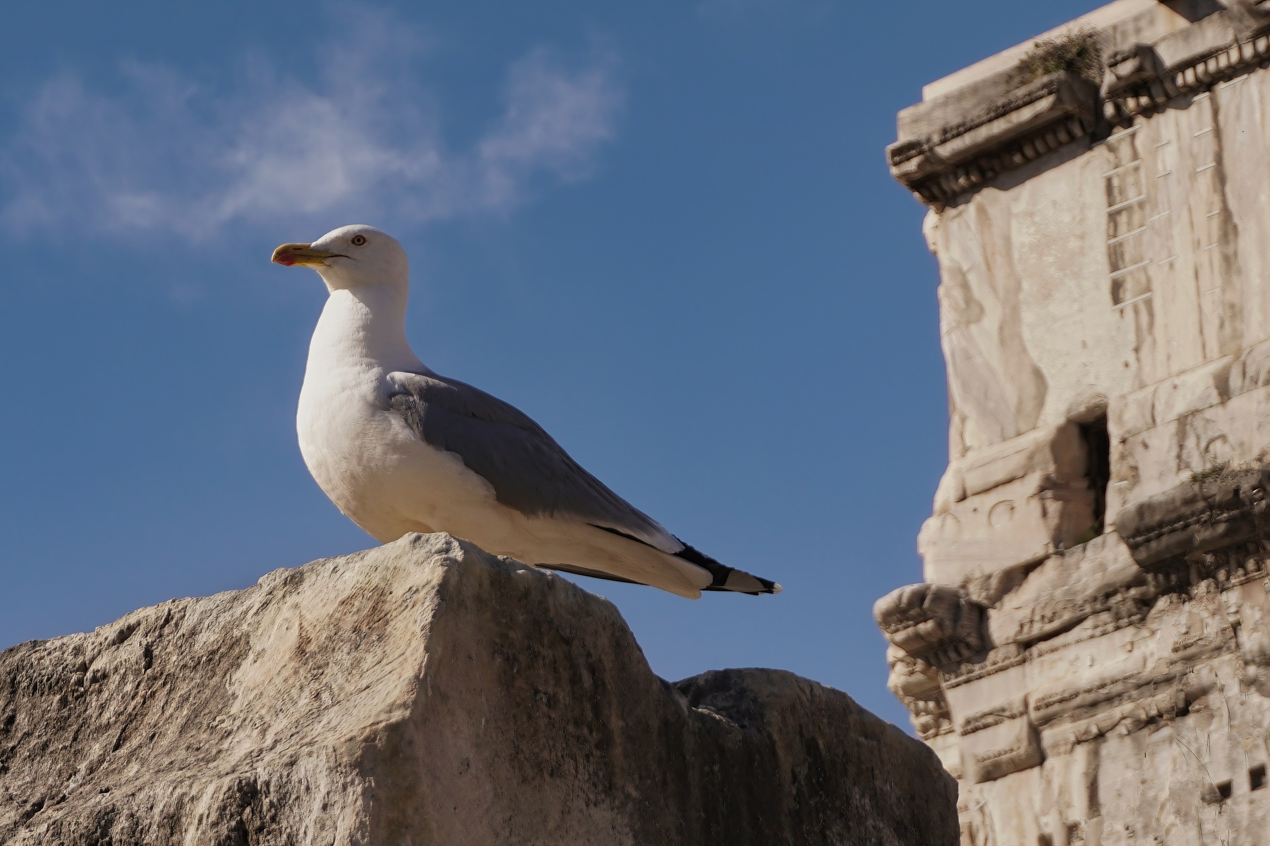 Photography of Italy – Seagull at the Roman Forum in Rome, photographed as part of a photography book about Rome.