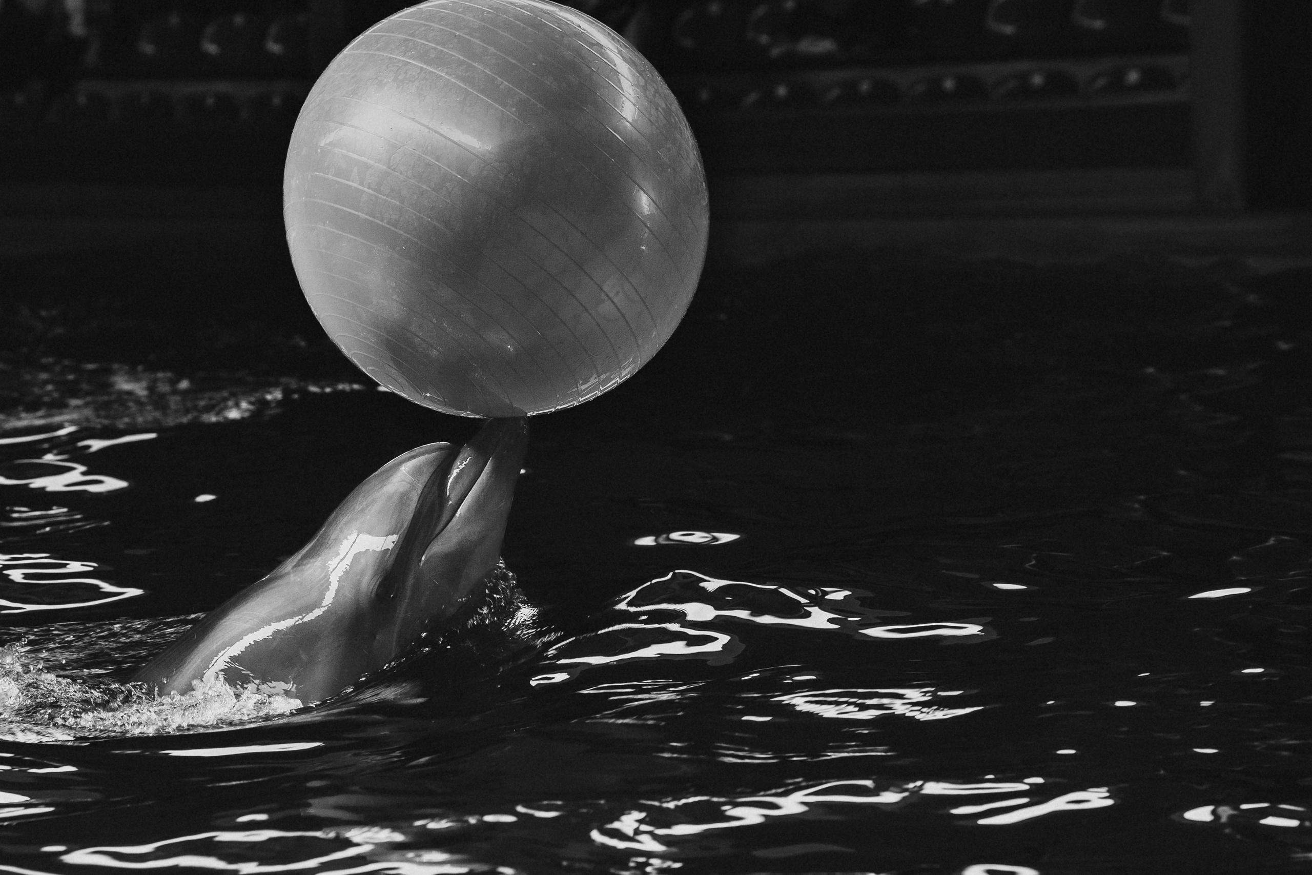 чёрно-белая  социальная фотография  «Доброе сердце» дельфин толкает шар по воде