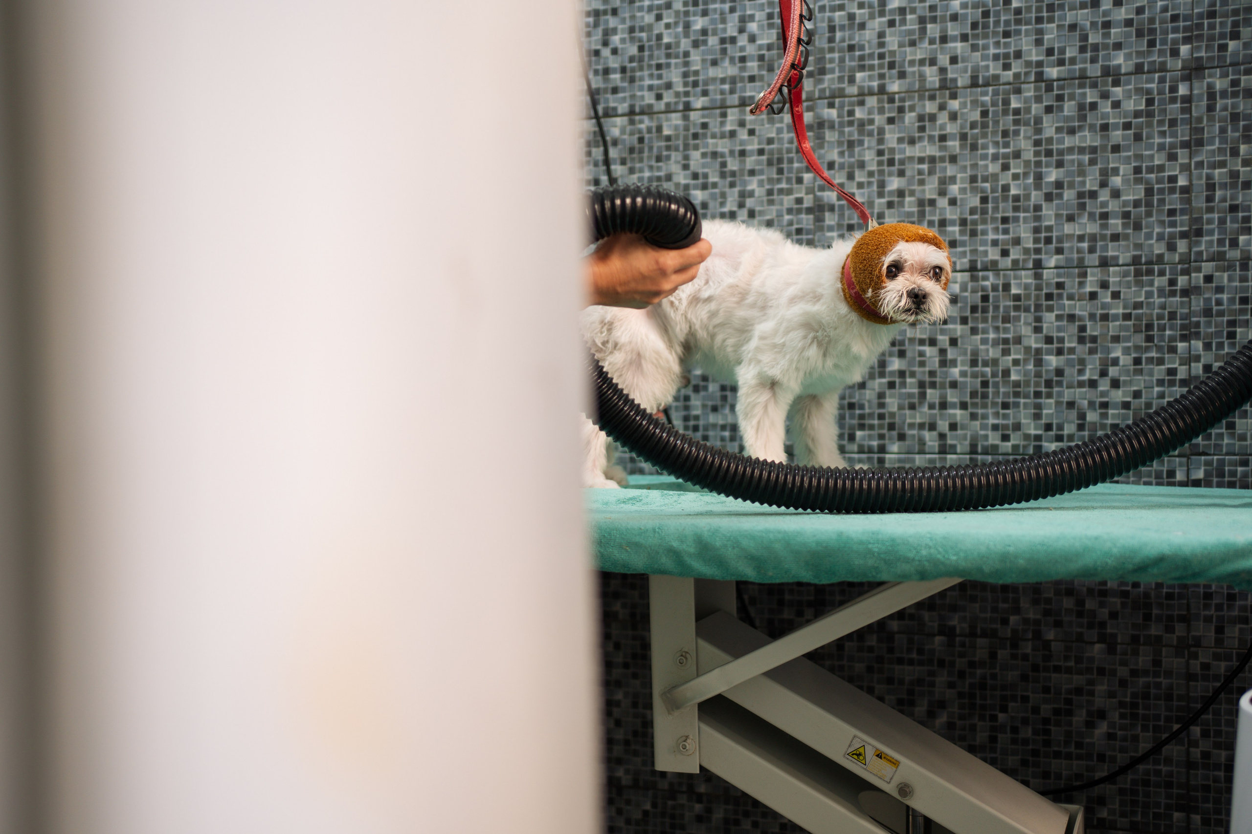 PetGroom Timisoara. Cozac Cristian Photographer