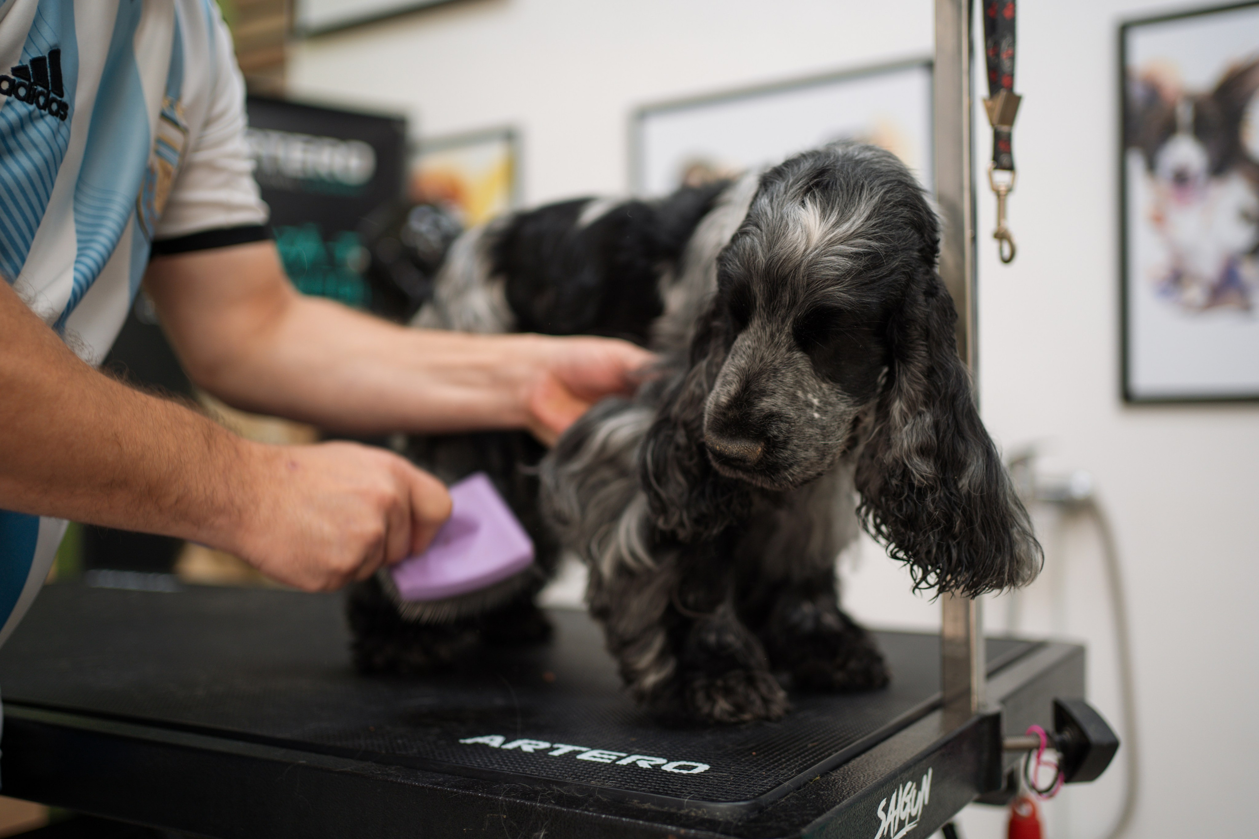 PetGroom Timisoara. Cozac Cristian Photographer