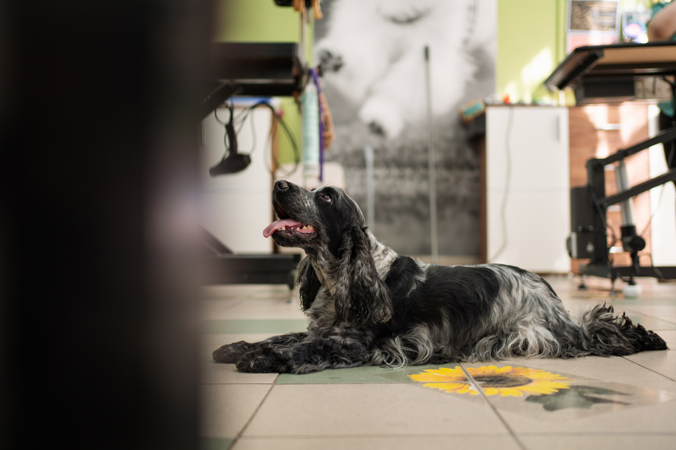 PetGroom Timisoara. Cozac Cristian Photographer