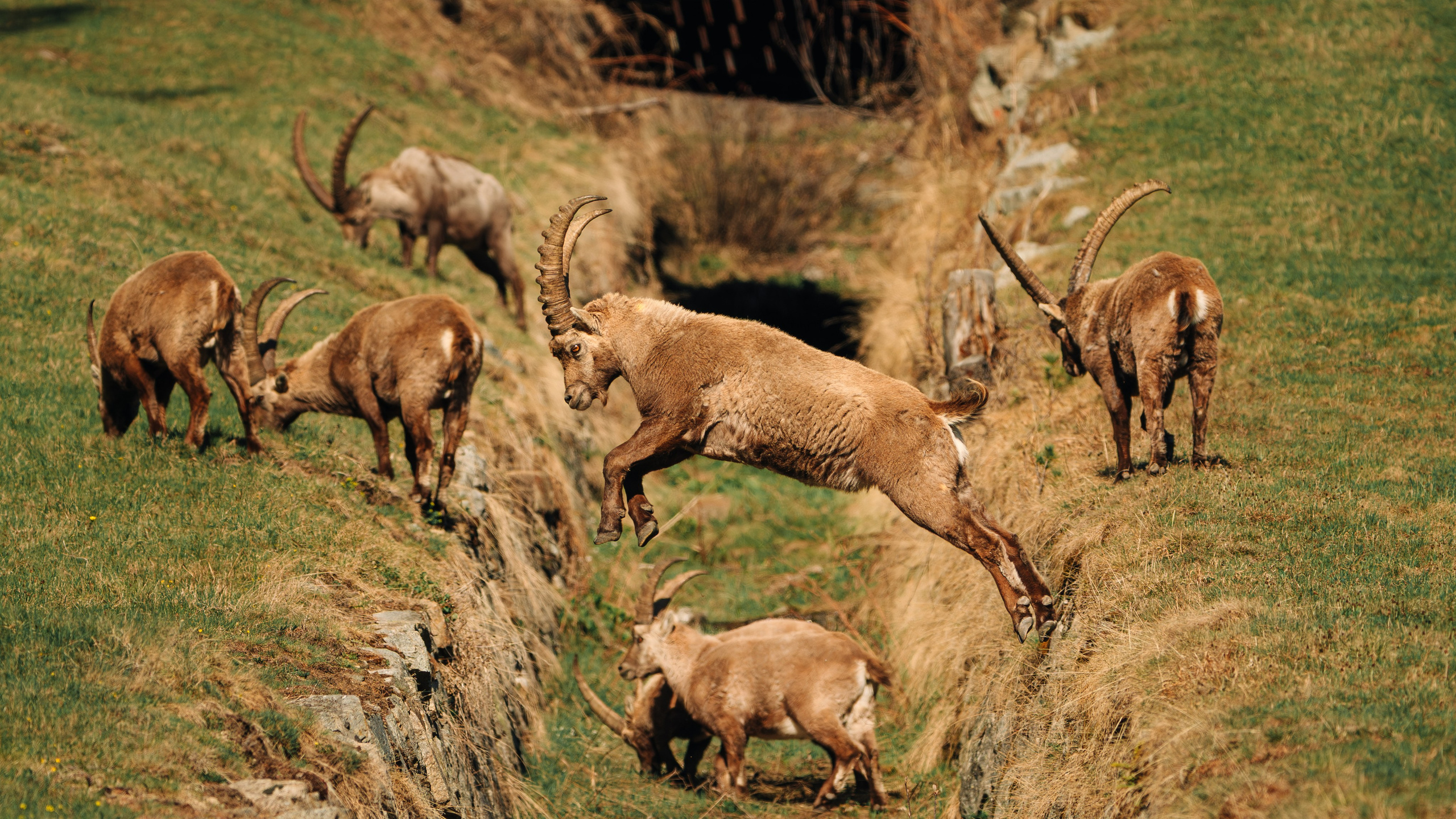 Capricorns in Pontresina. Lutsenko Visuals — Photography & Visual Content