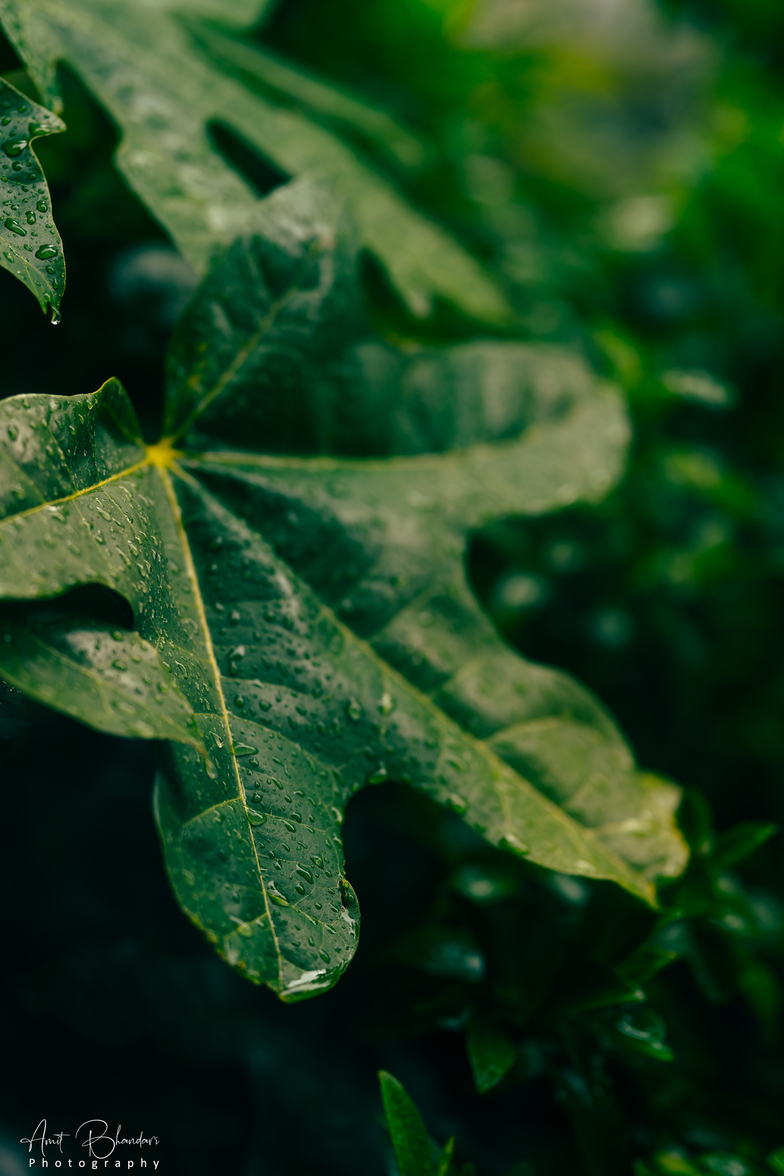 Nature. Freelance Photographer in Newcastle & Central Coast