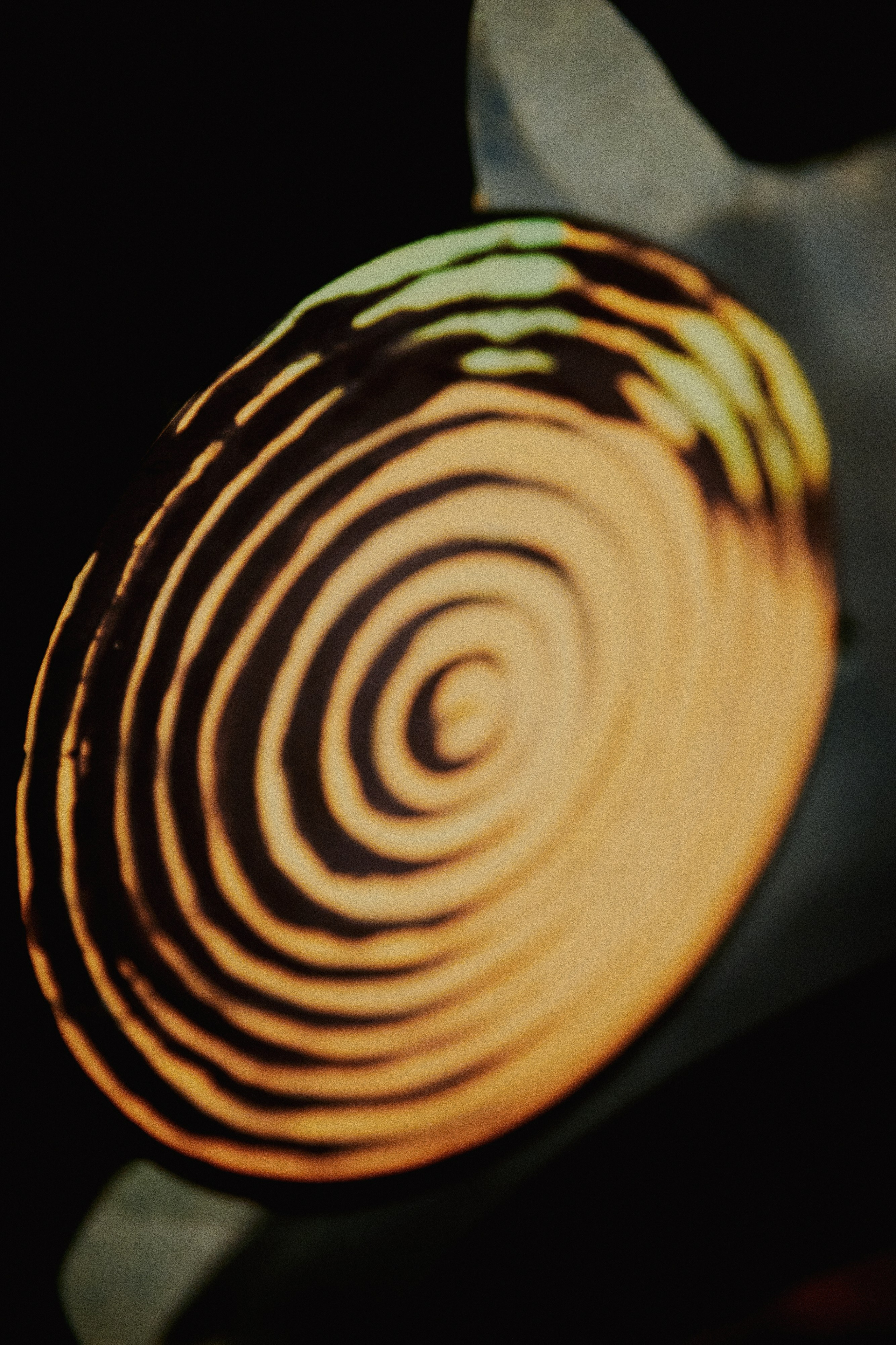 Spira mirabilis| Удивительная спираль. Alina Kugush