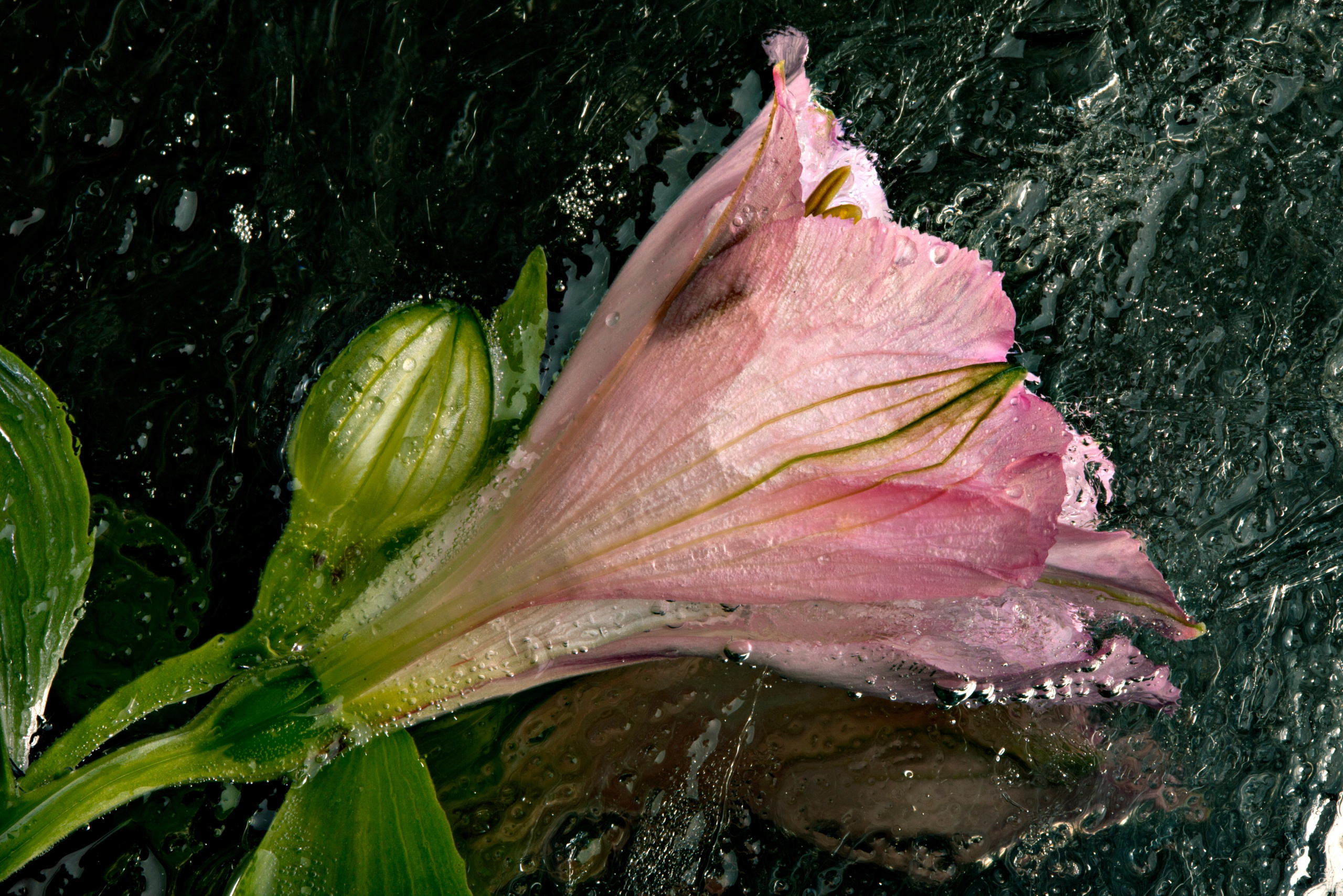ALL RIGHTS RESERVED All images can be printed in 100 x 100 cm and 100 x 150 cm formats on the best fine art media. Other formats are available upon request. For further information, please contact the links on the main page of the site. 