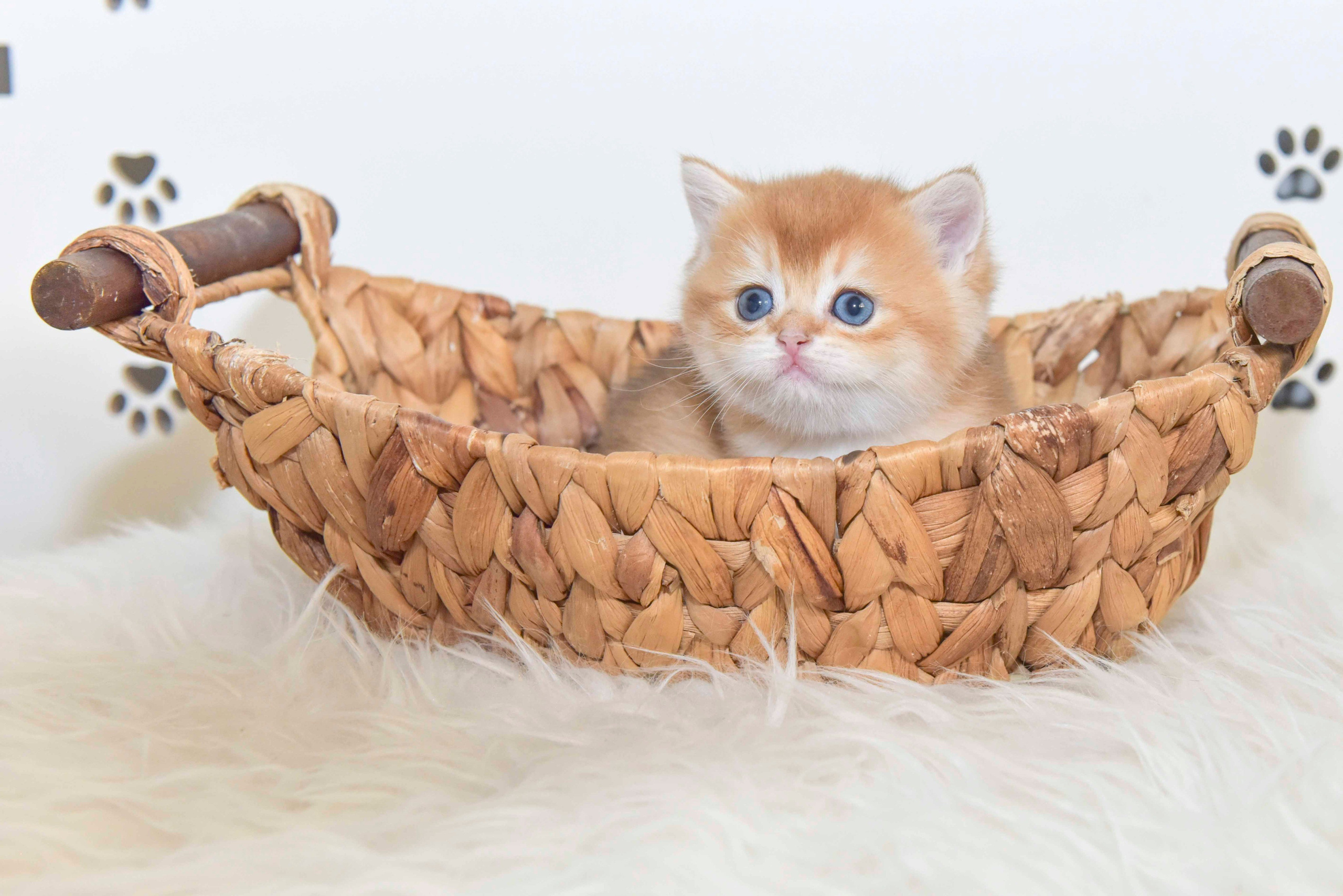 εκτροφείο βρετανικής κοντότριχης γάτας στην Αθήνα, εκτροφείο βρετανικής κοντότριχης στην Ελλάδα, βρετανική κοντότριχη γάτα τιμή, βρετανική μακρύτριχη γάτα τιμή, βρετανική κοντότριχη Θεσσαλονίκη, βρετανική κοντότριχη Αθήνα