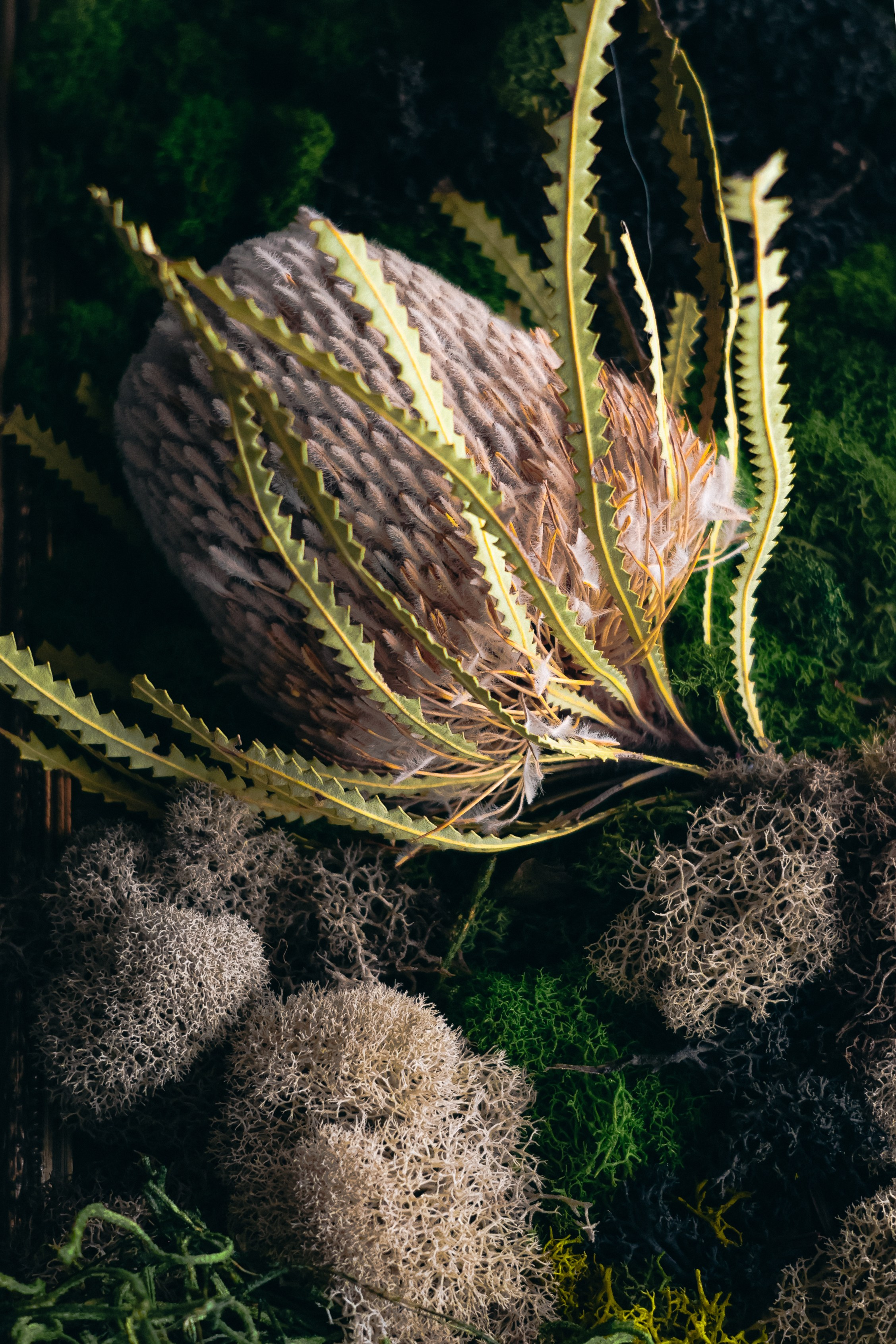 Anna & Moss magic, Content. Yana Bobrova | Artistic Photography