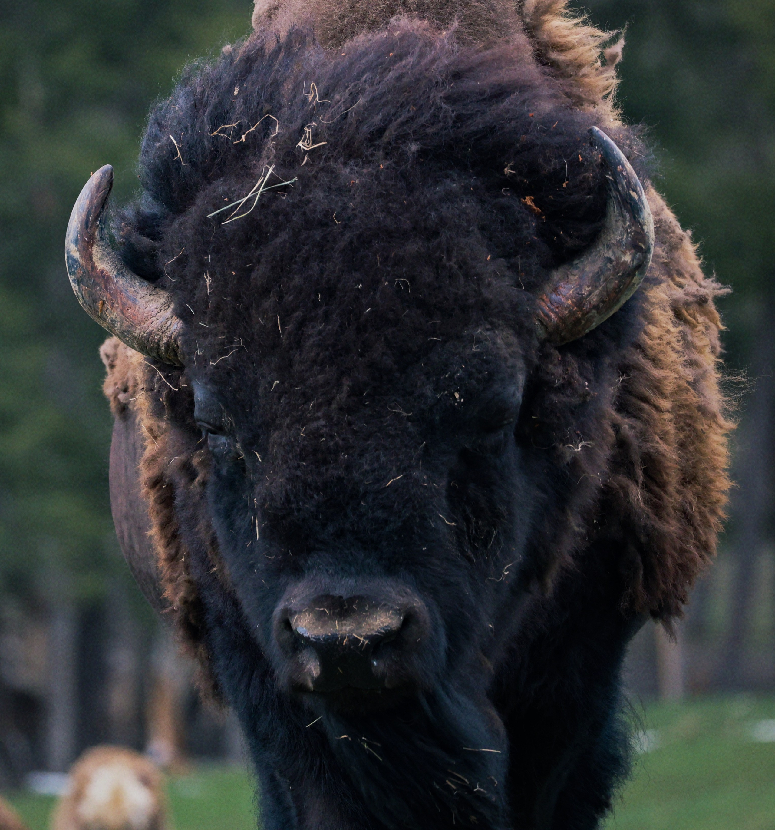 Nature & Wildlife. Navya Sispson | Portrait & Event Photography