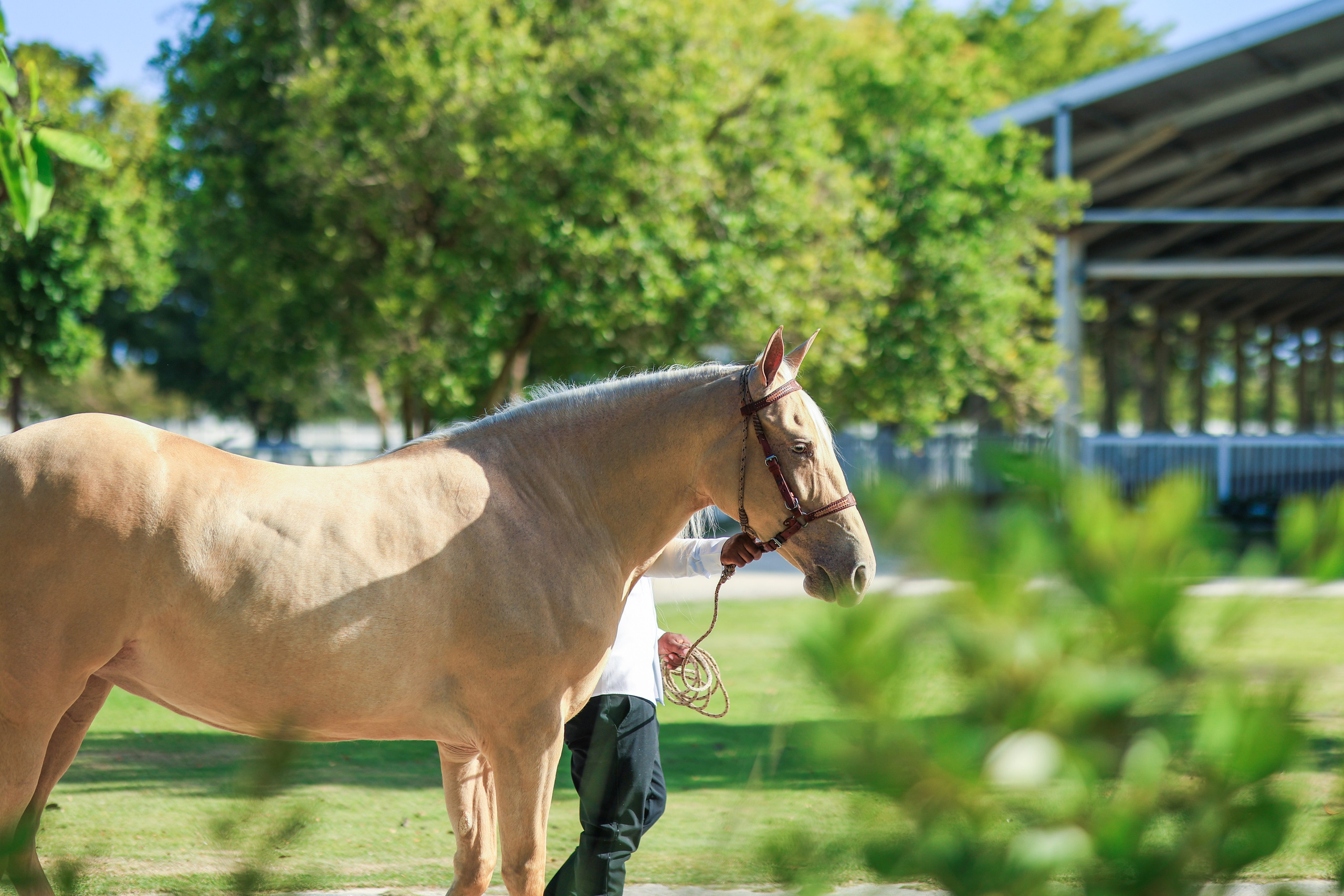 Criadero AC - Documental. VisualAvalon