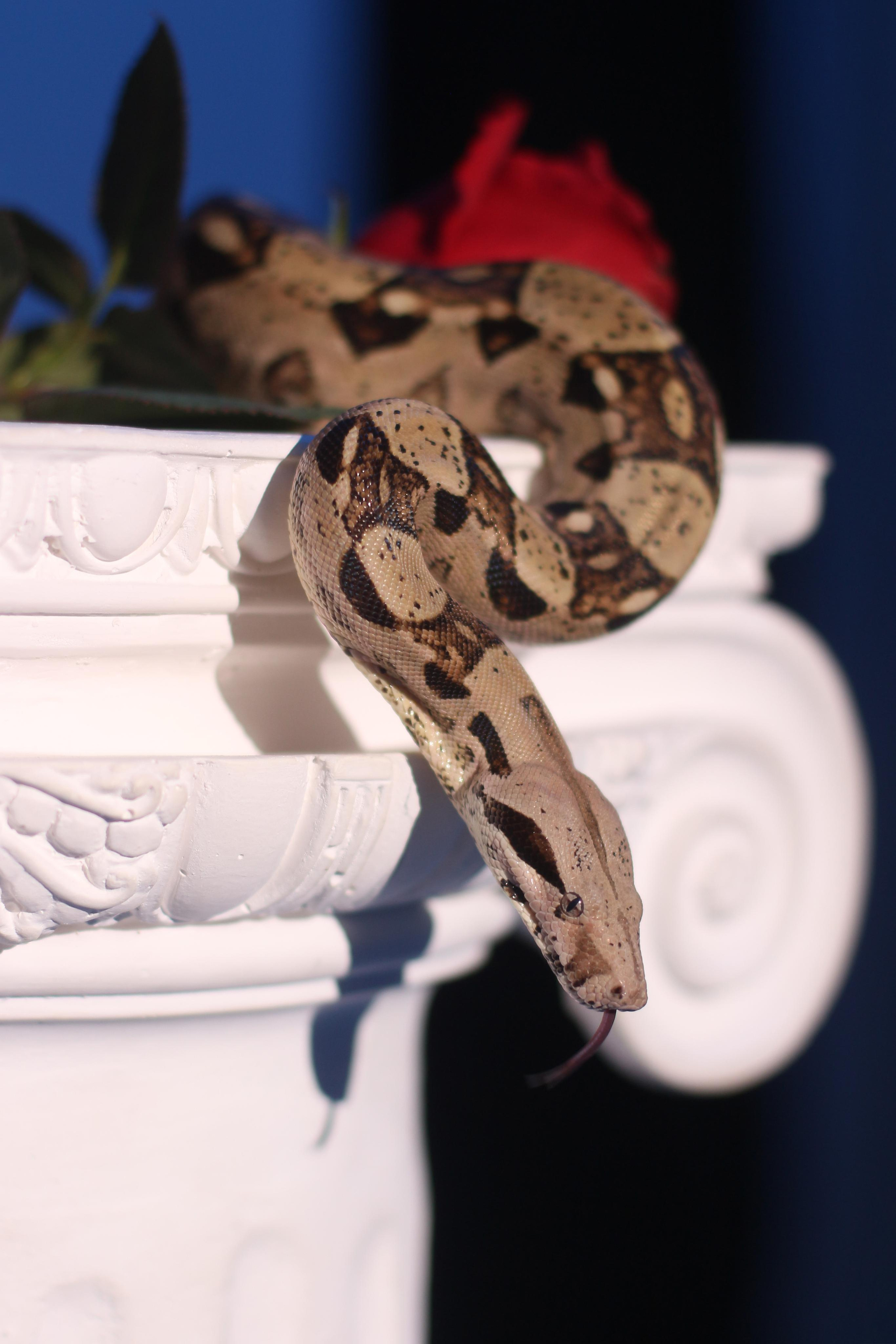 Рептилии. Женский и семейный фотограф в Ташкенте