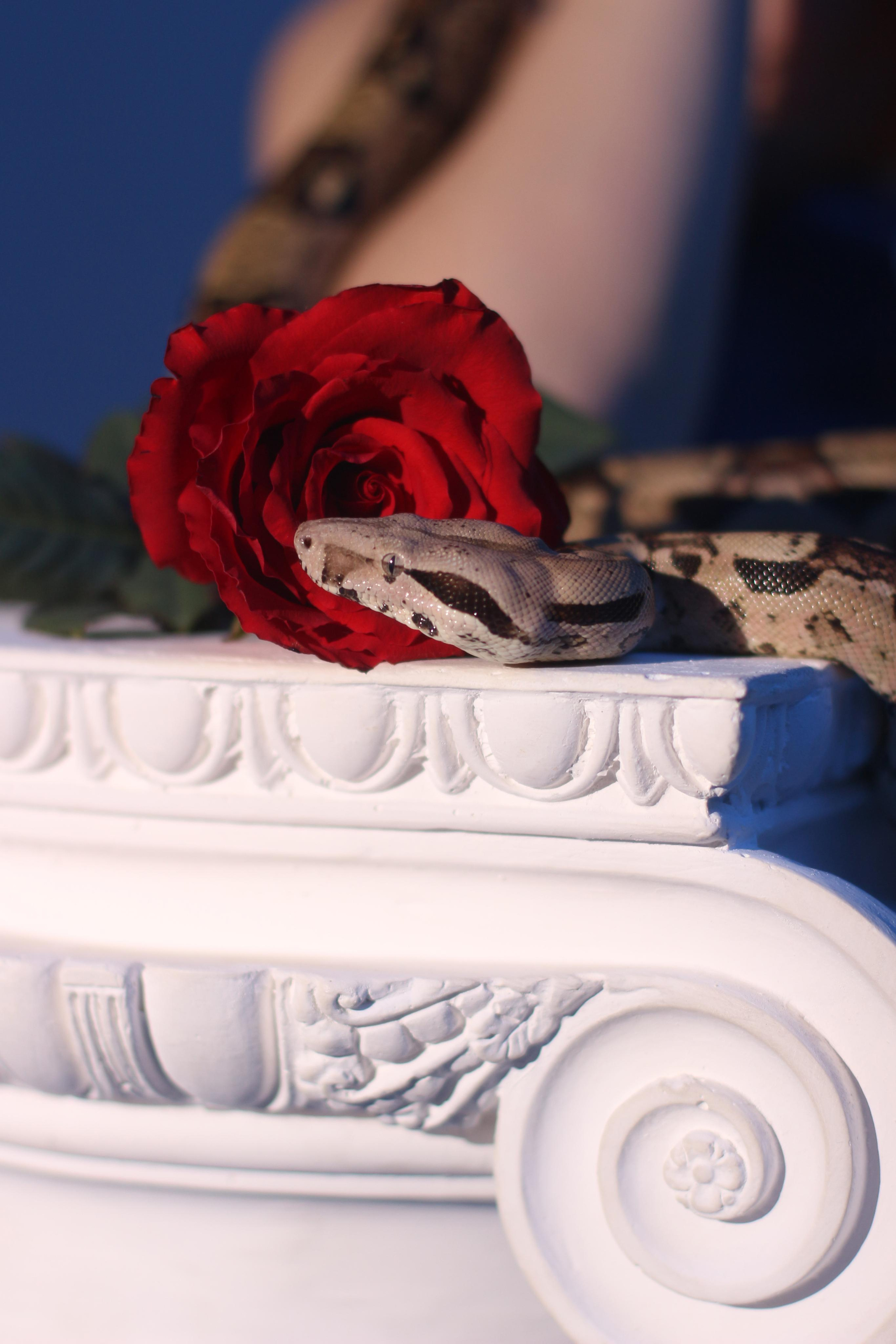 Рептилии. Женский и семейный фотограф в Ташкенте