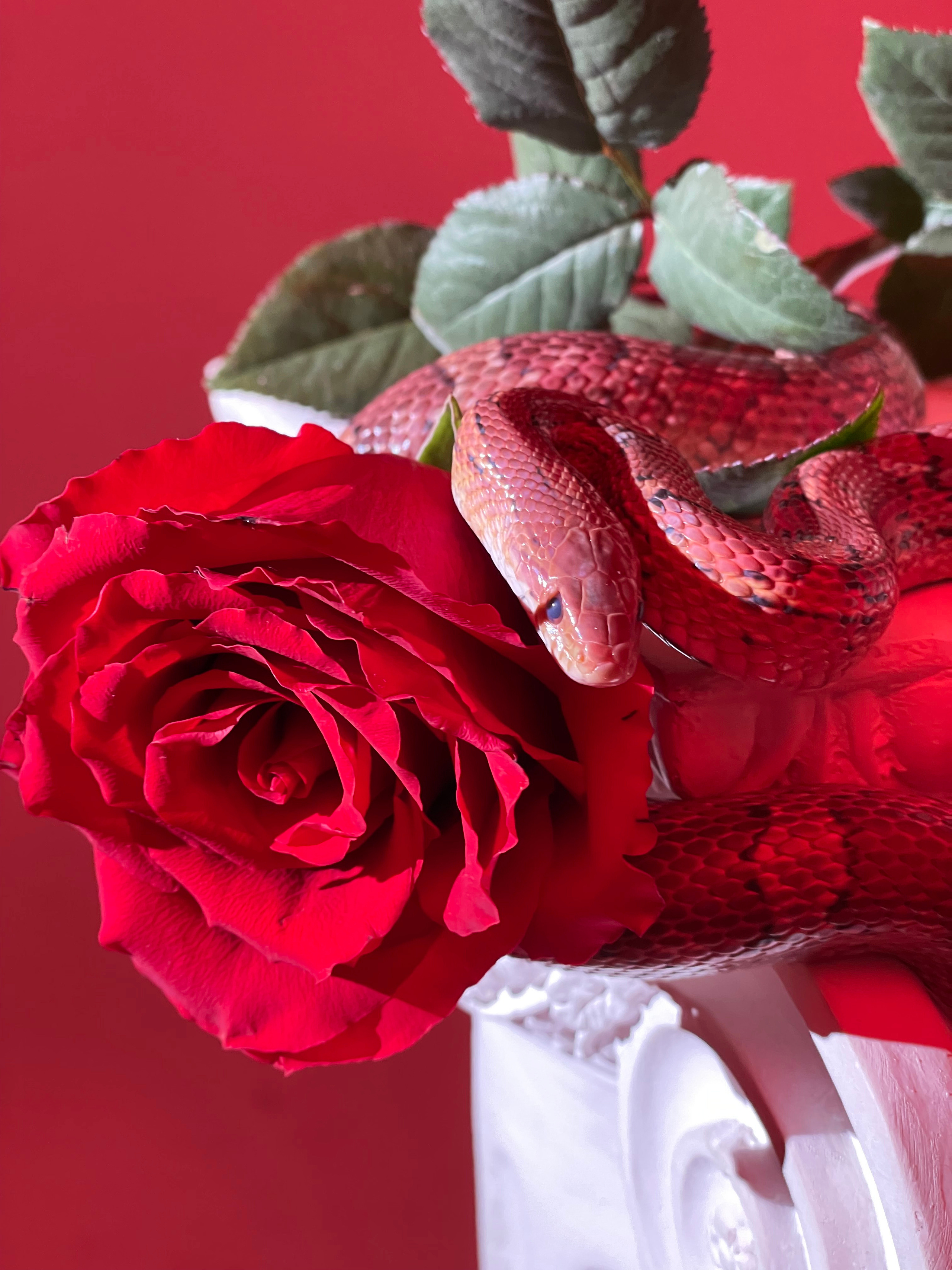 Рептилии. Женский и семейный фотограф в Ташкенте