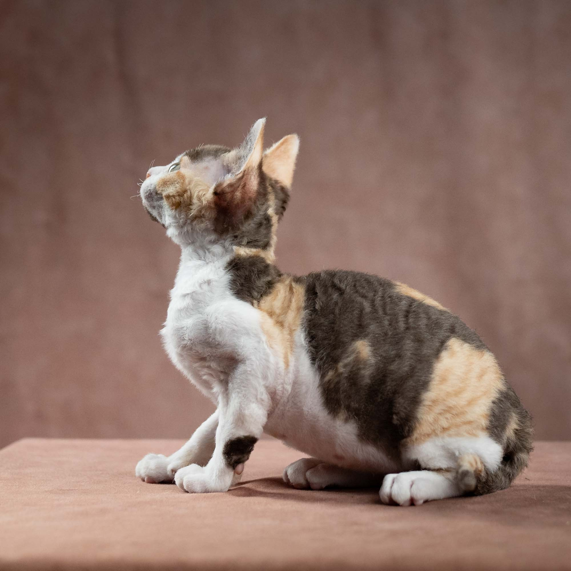 Dixie, girl, born on 06.06.24 SOLD. Devon Rex Pixie Cattery