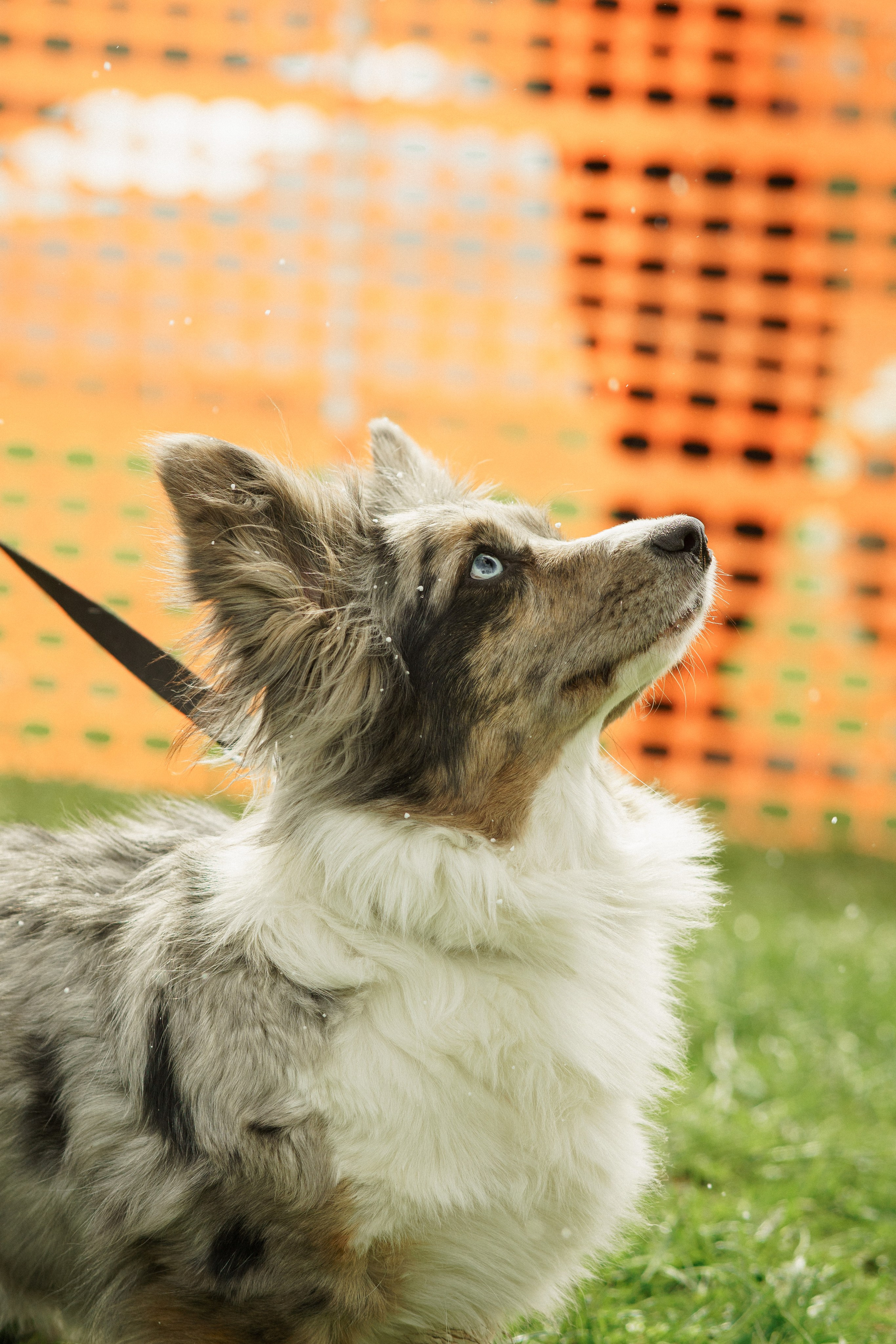 Herding Days, 26 apr. 2025. Kat Laisaar — Pet photographer in Tallinn