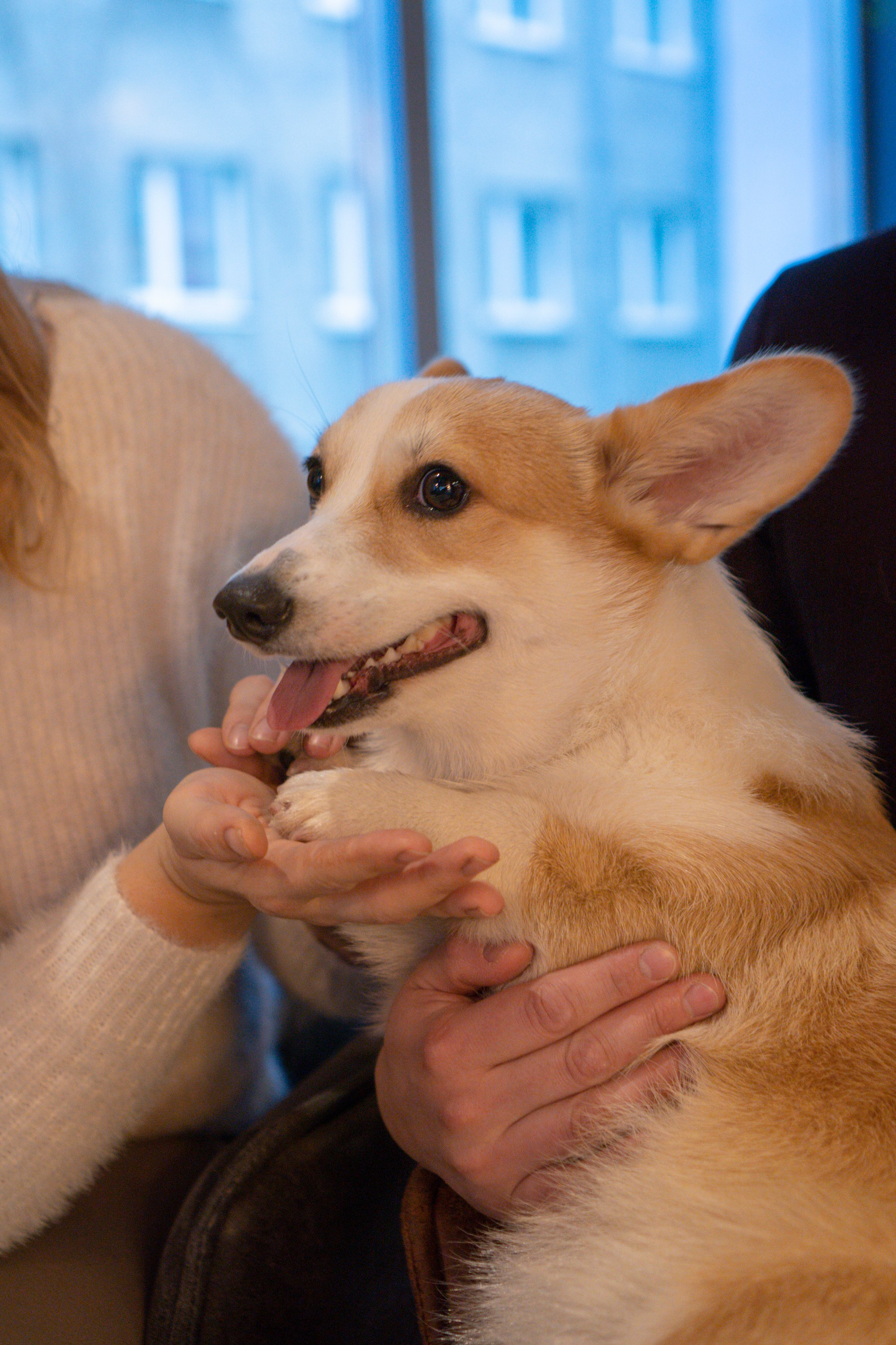 Maarika, Jegor and their Luna, Pembroke Welsh Corgi. Kat Laisaar — Pet photographer in Tallinn