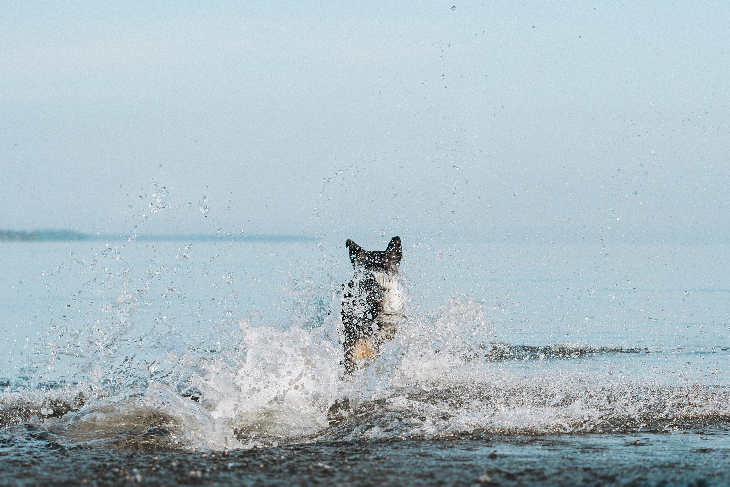 Dakota, Australian Cattle Dog. Kat Laisaar — Pet photographer in Tallinn