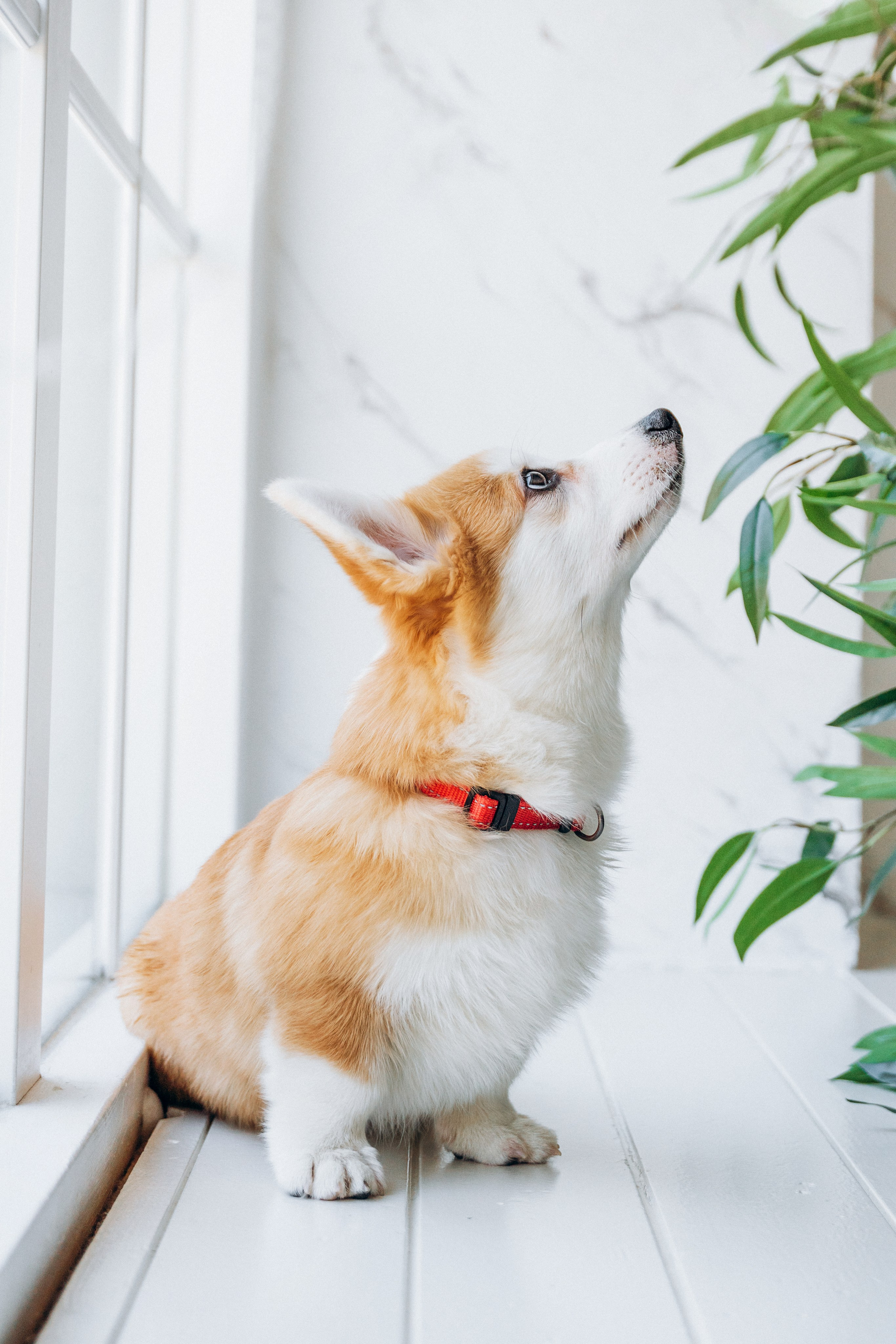 Mars & his Family. Kat Laisaar — Pet photographer in Tallinn