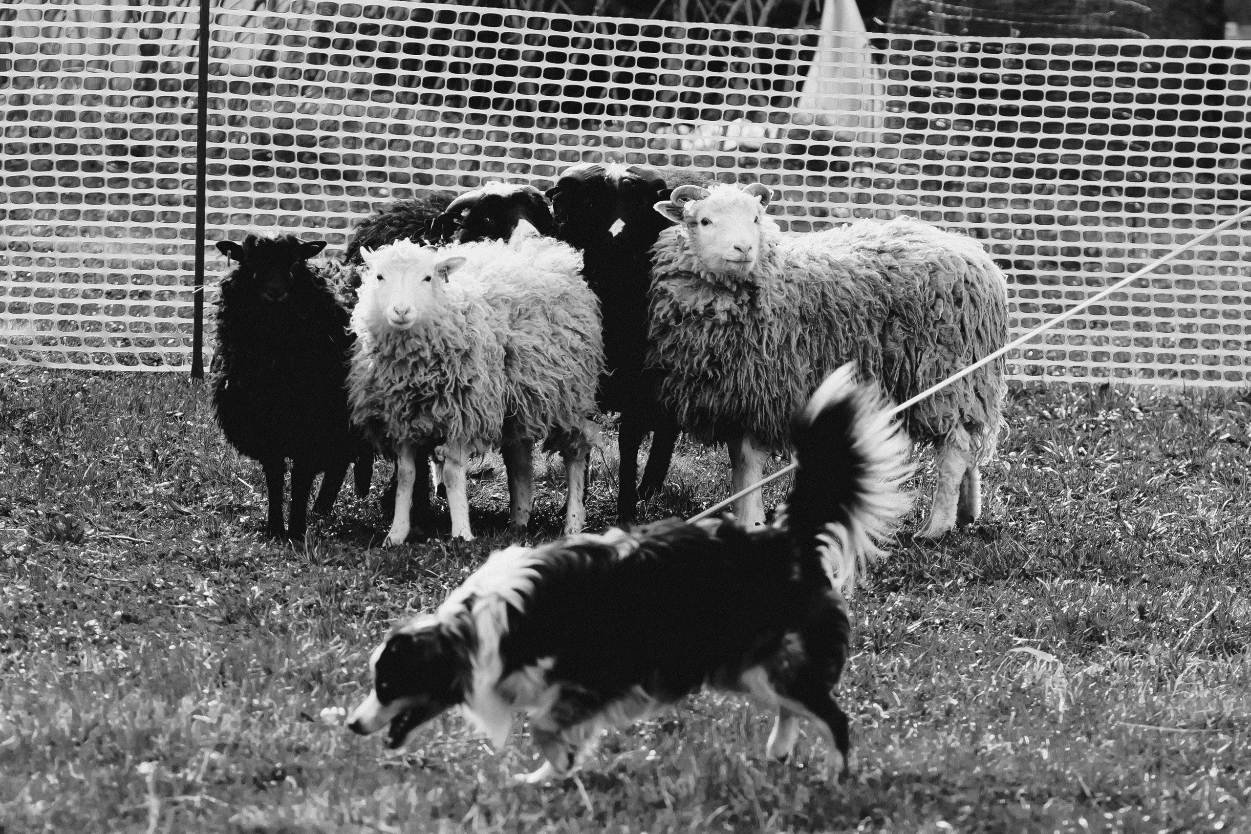 Herding Days, 26 apr. 2025. Kat Laisaar — Pet photographer in Tallinn
