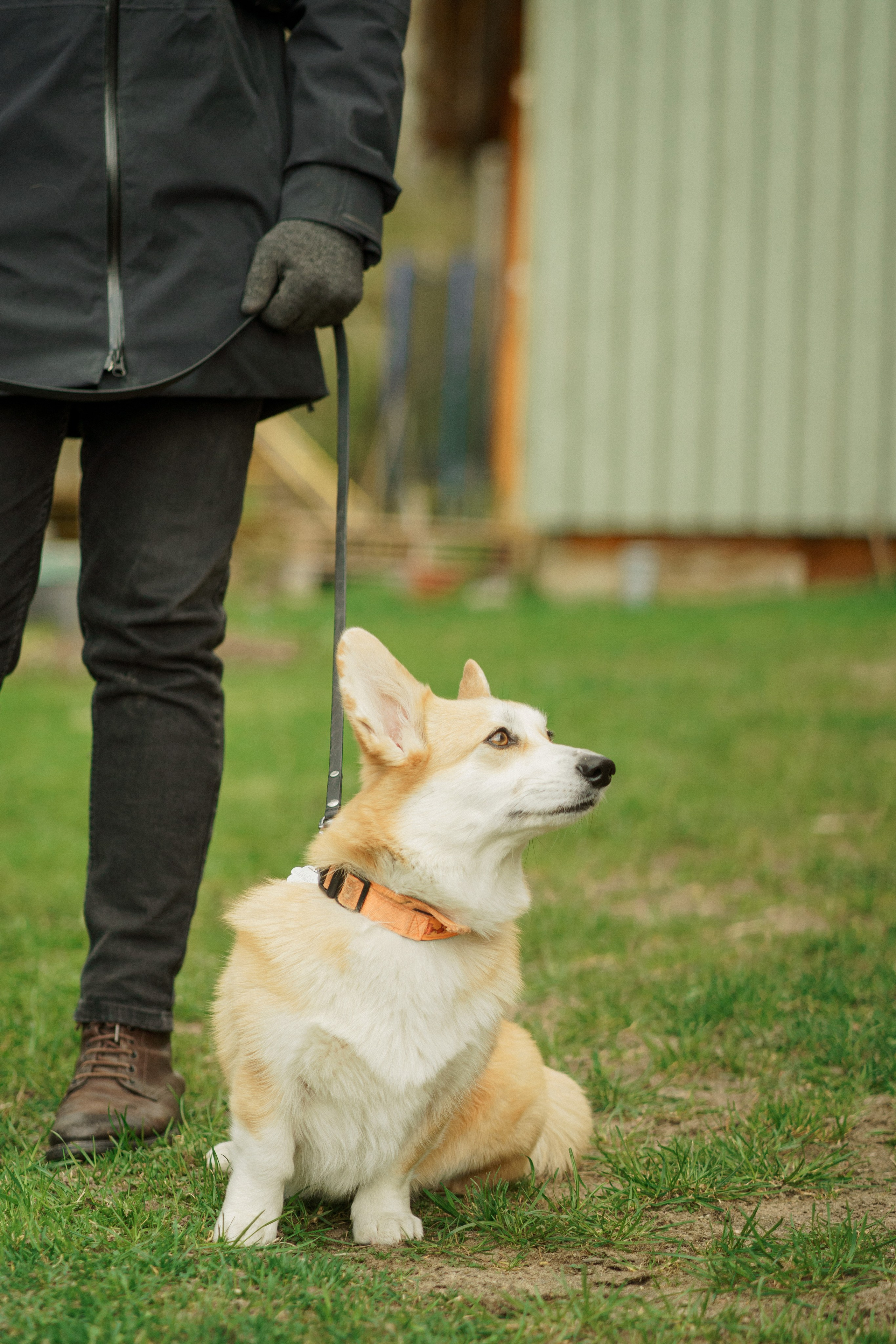 Herding Days, 26 apr. 2025. Kat Laisaar — Pet photographer in Tallinn